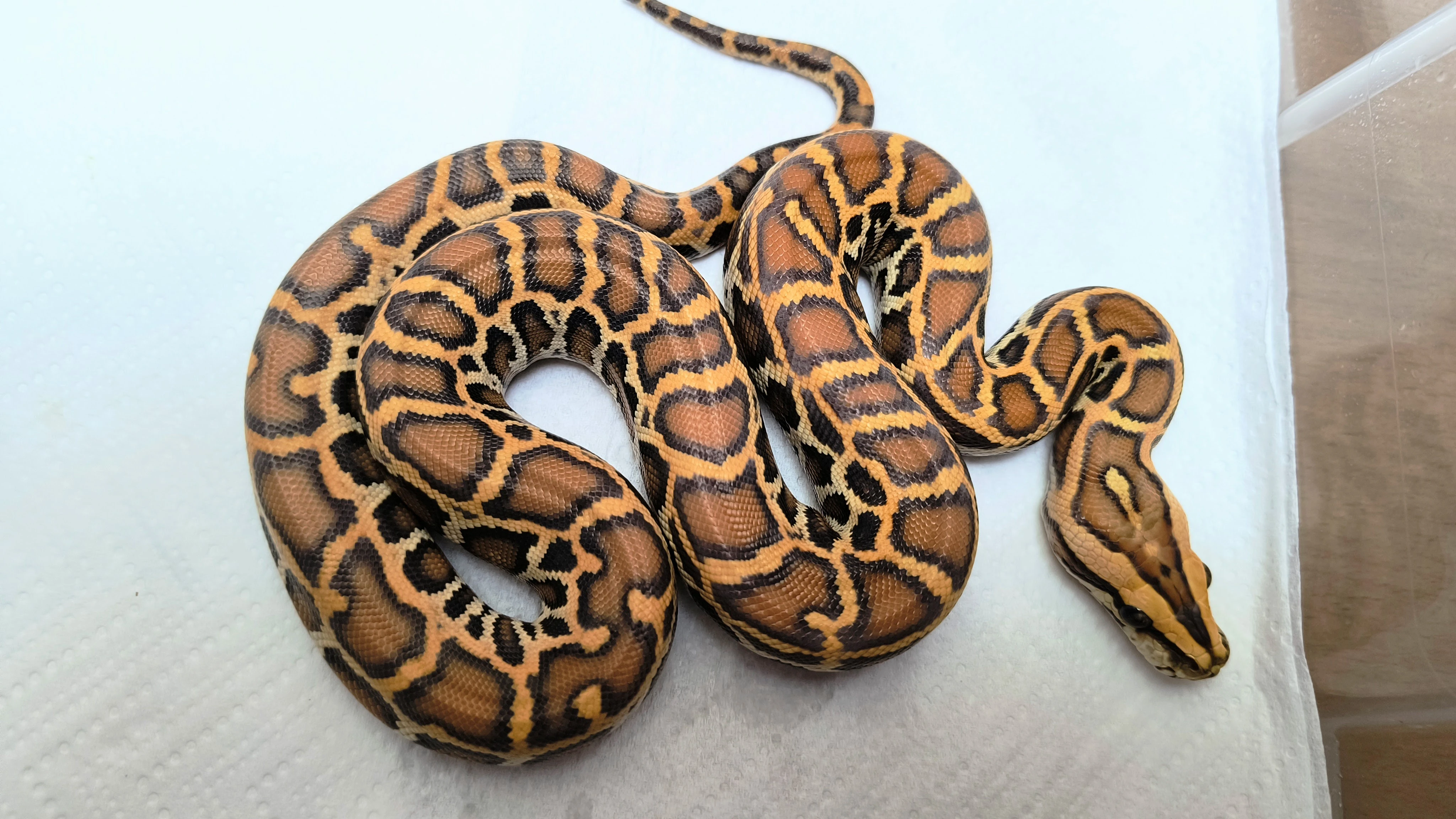 Letošní odchovy Krajta tmavá / Python bivittatus