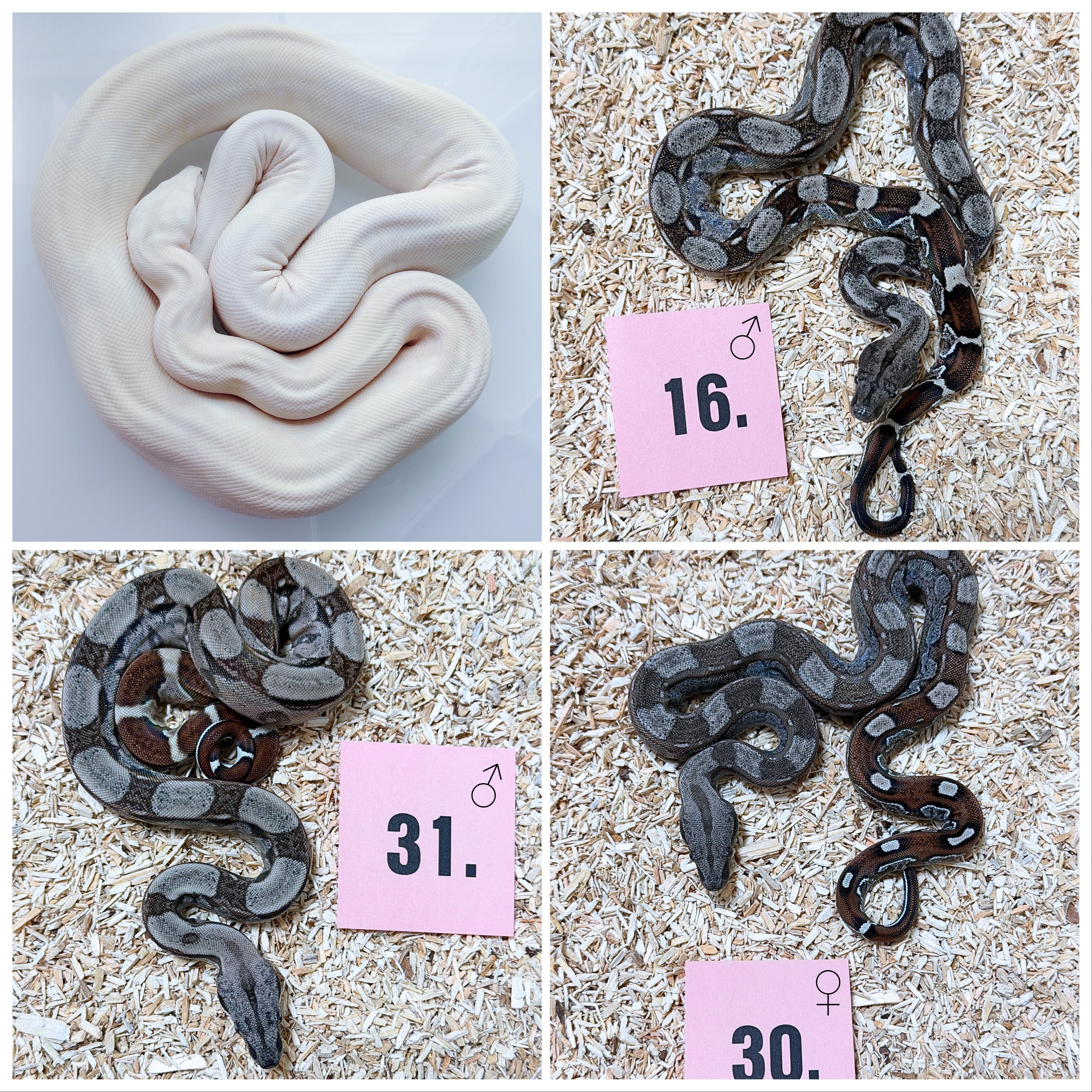 Hroznýš královský rlt, Albino, dh Snow
