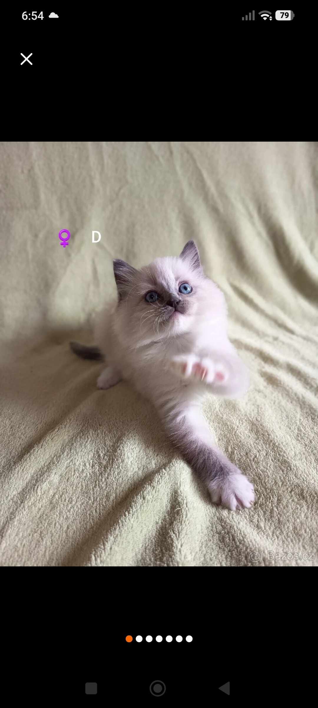 Ragdoll s PP
