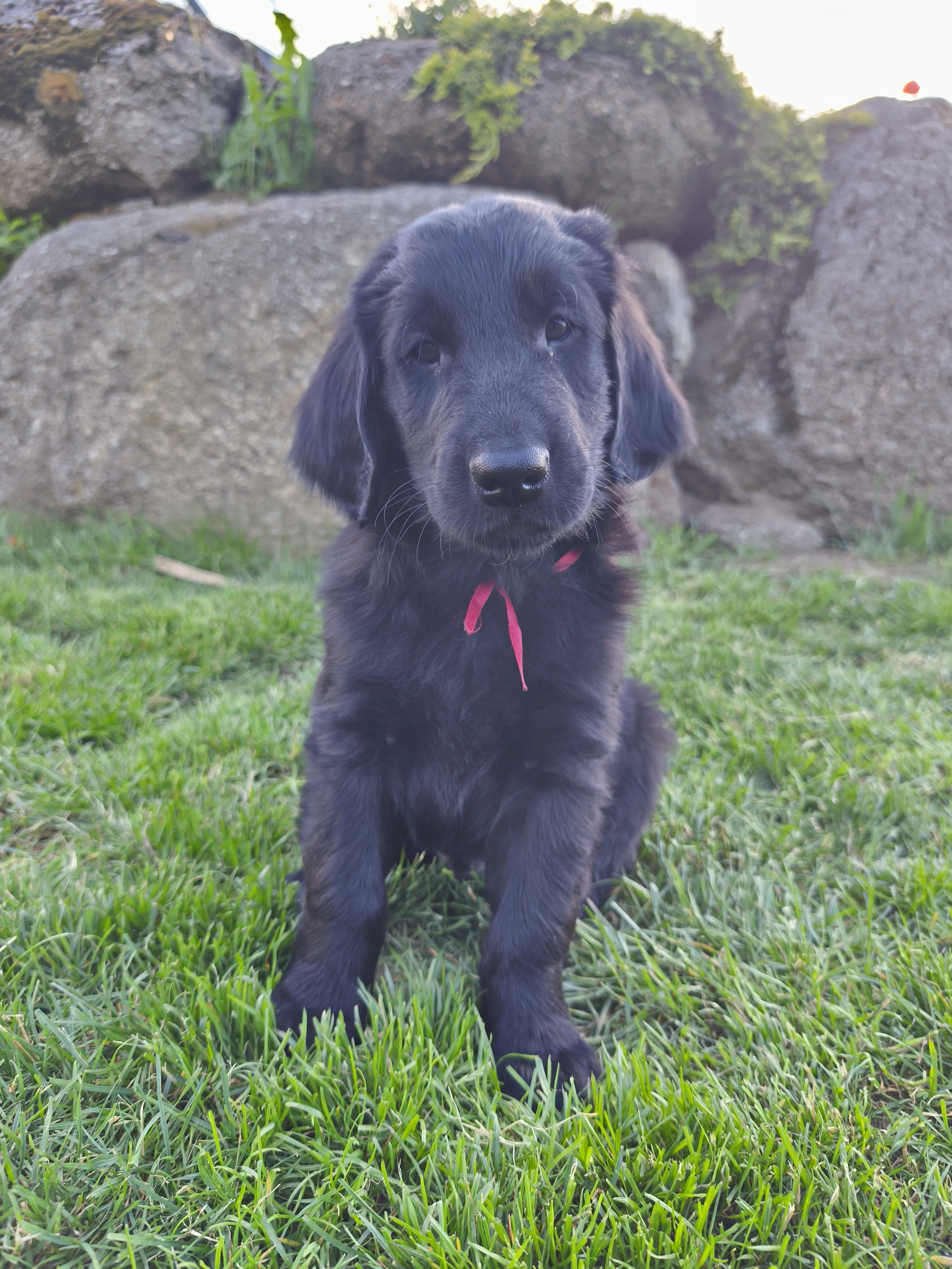 Štěňátko Flat coated retriever