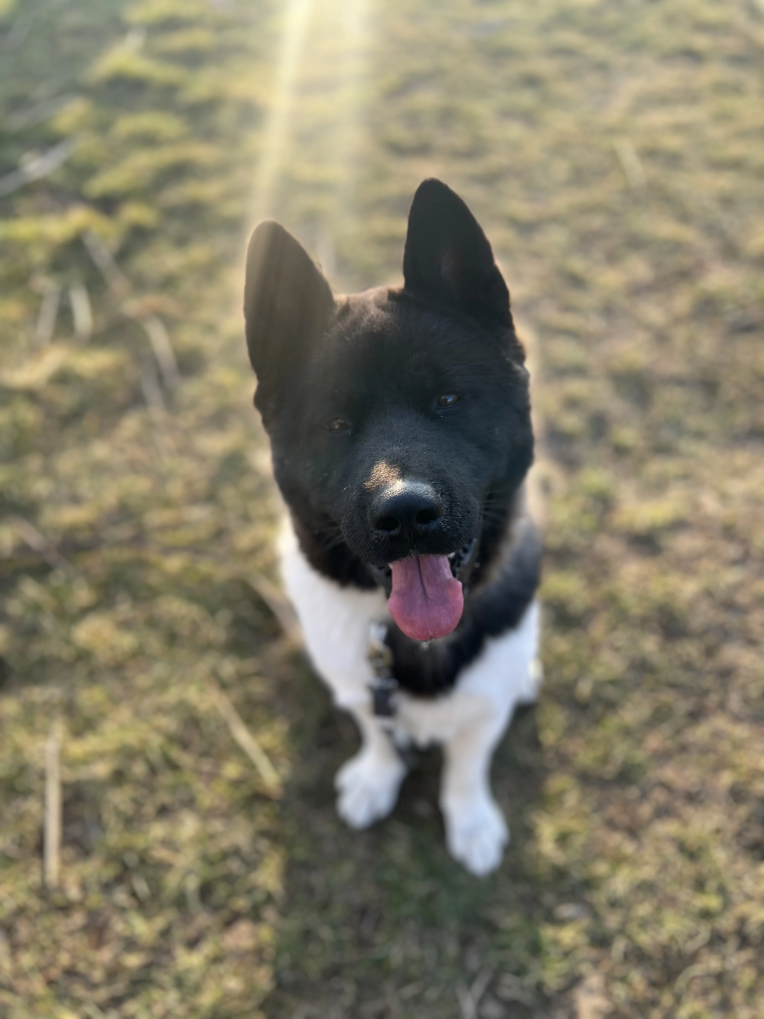 Americká akita