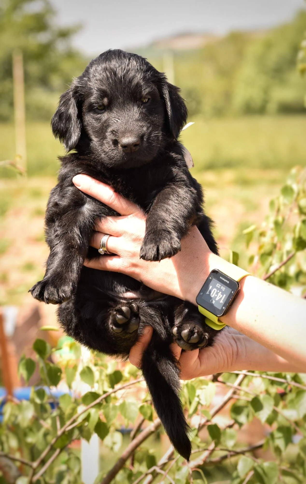 Štěňátko Flat coated retriever