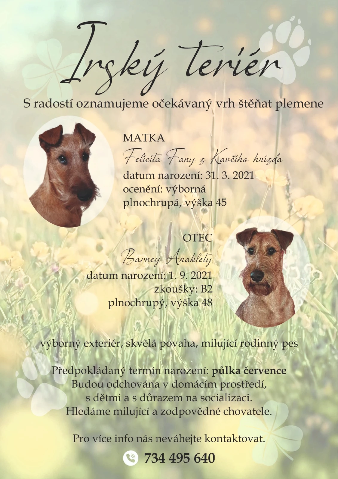 Irský teriér