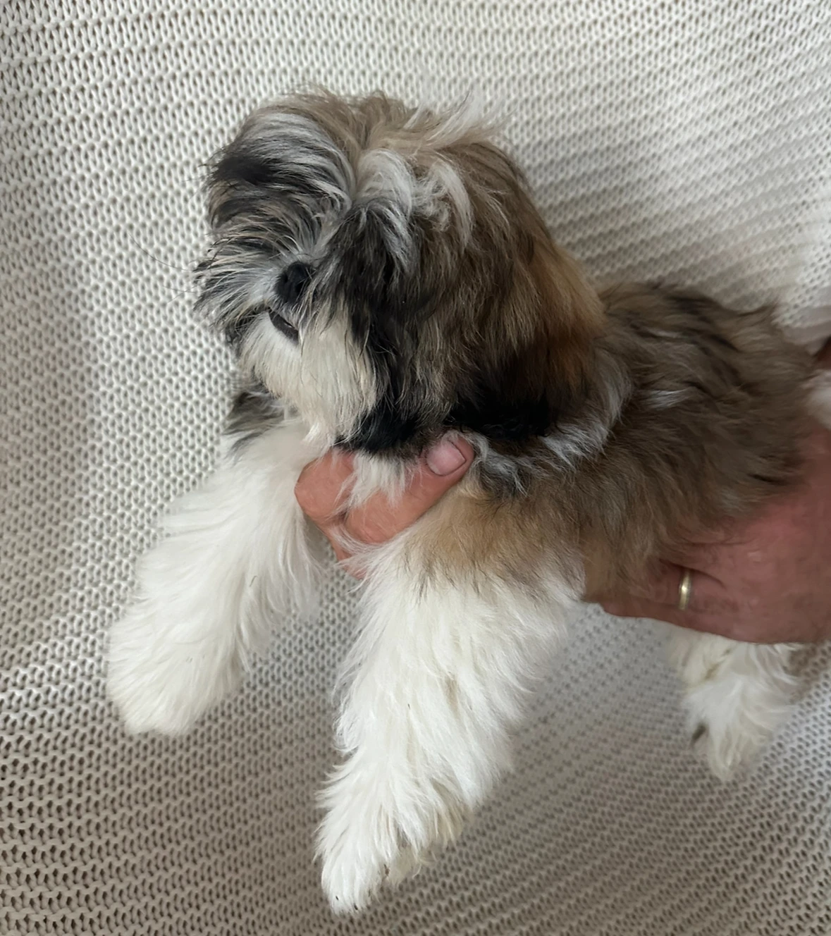 Shih-tzu