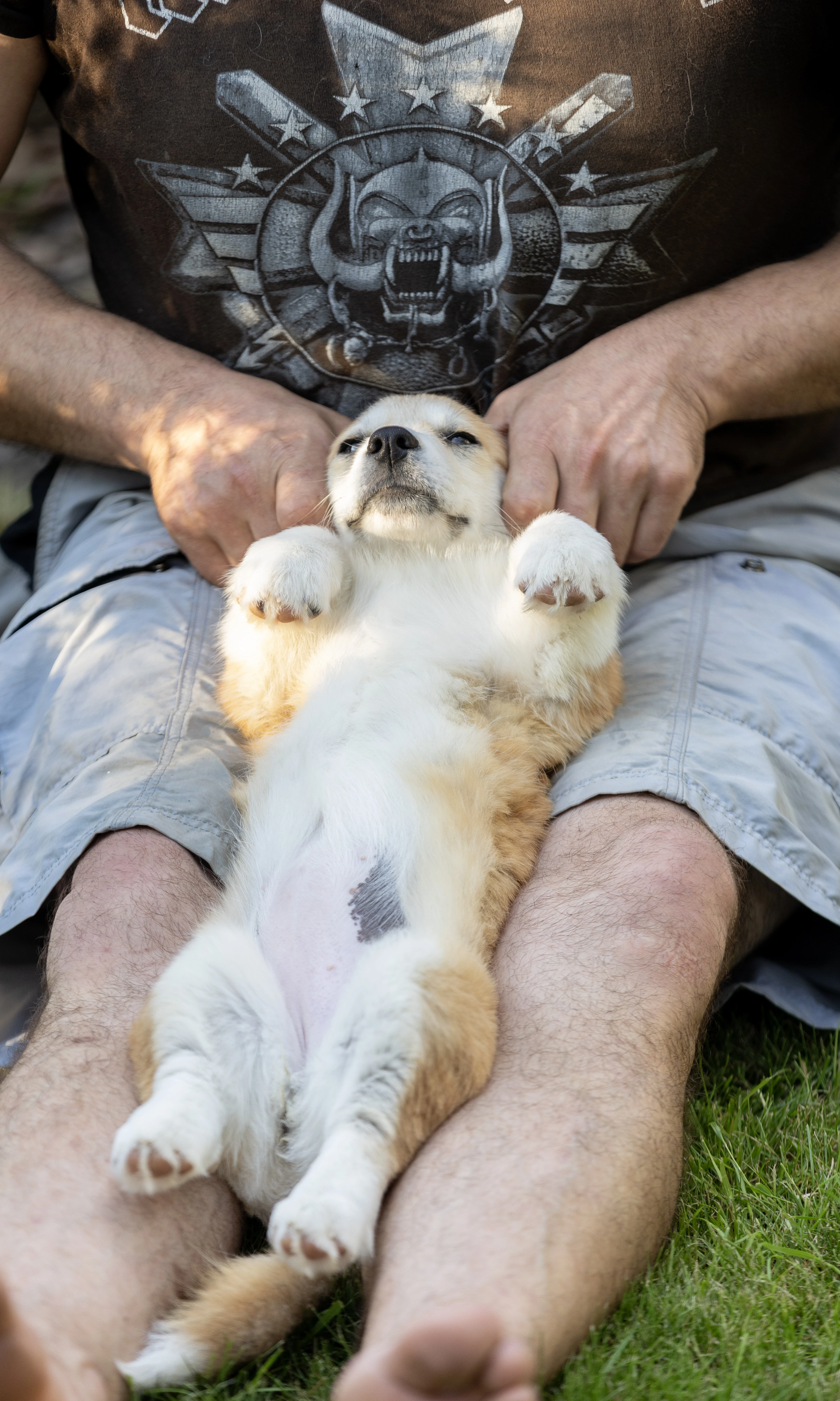 Krásné fenky plemene Welsh Corgi Pembroke s průkazem původu (PP)