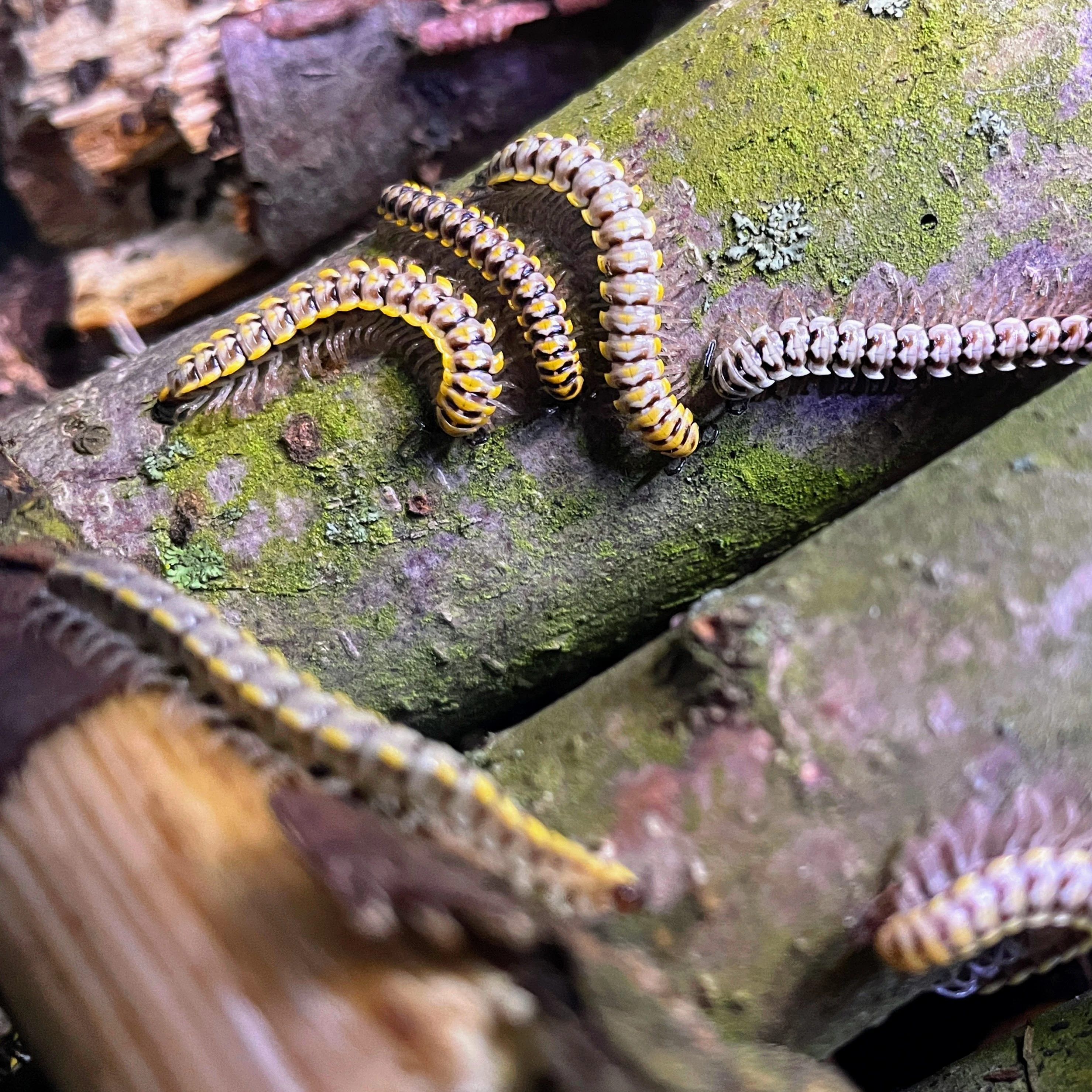 Mnohonožky Antheromorpha uncinata (varianta yellow)