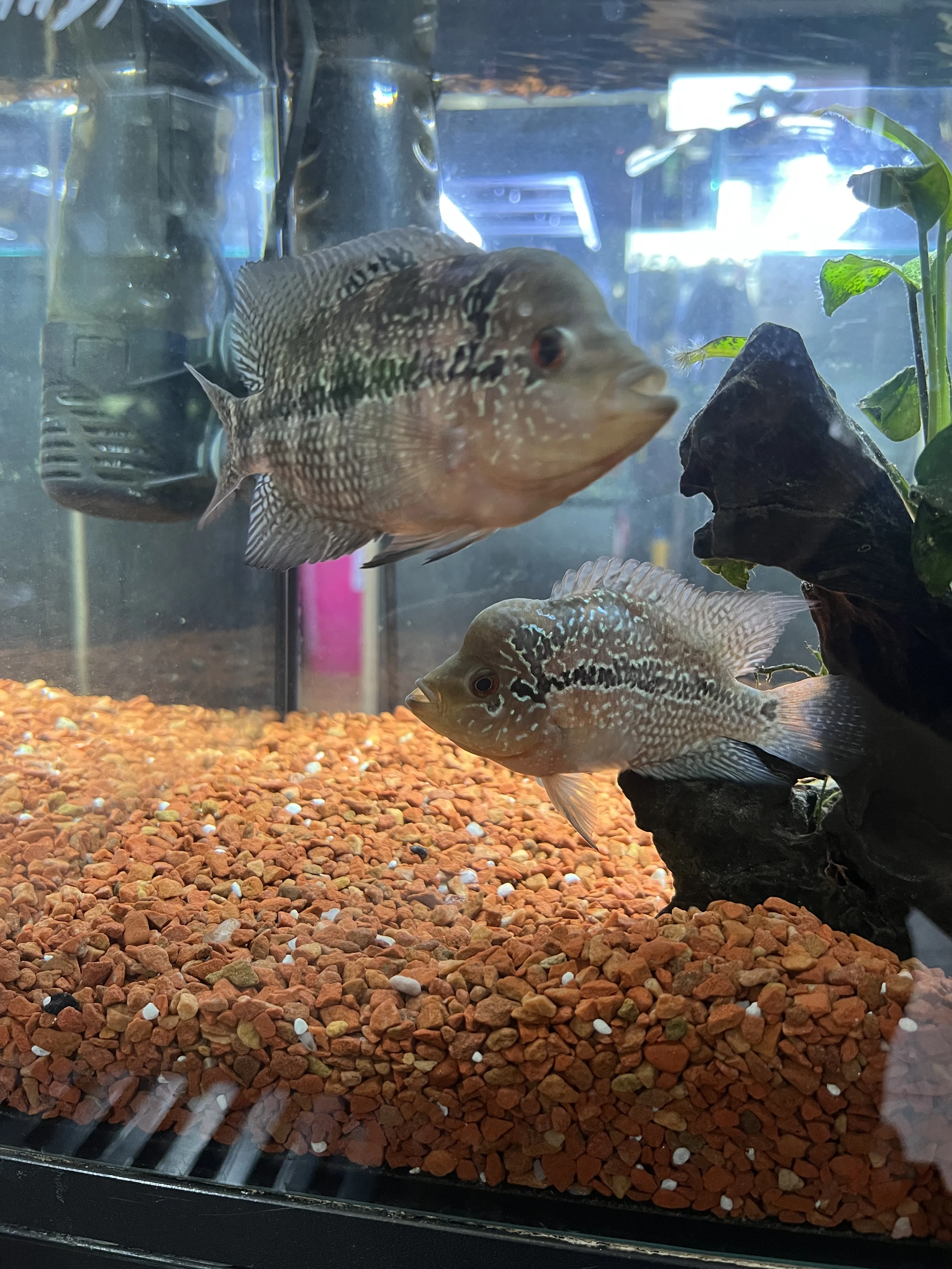 Flowerhorn Red Kamfa pár