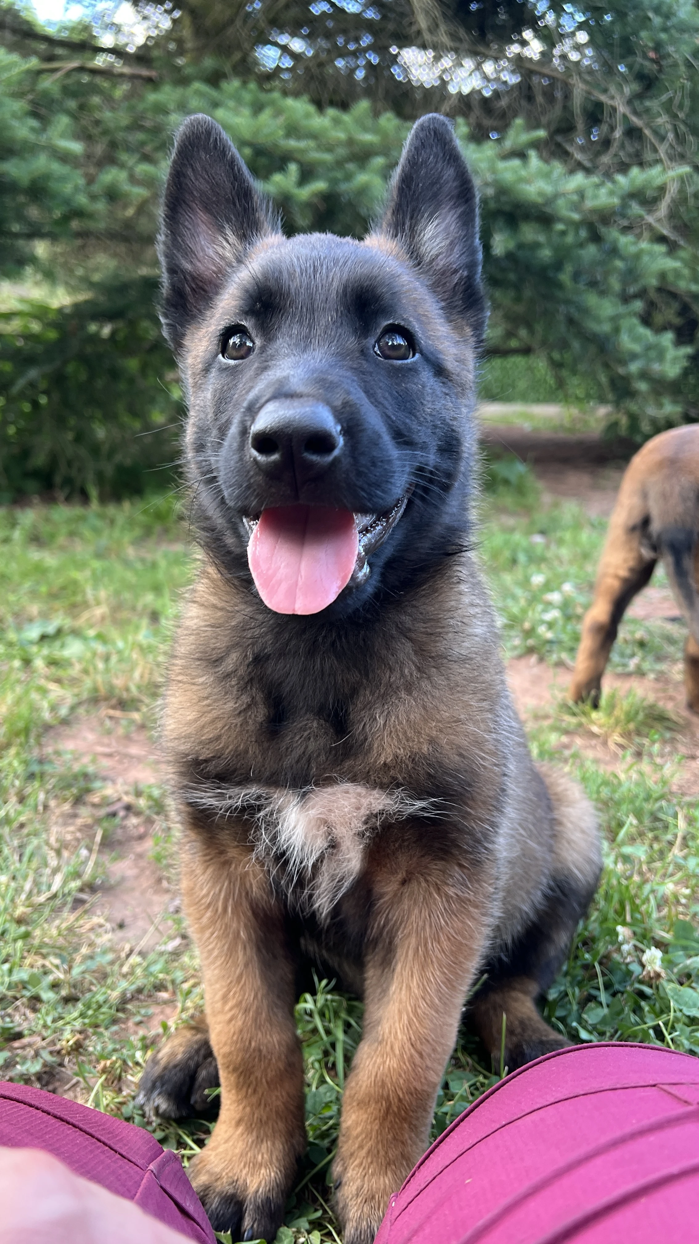 Pejsek malinois