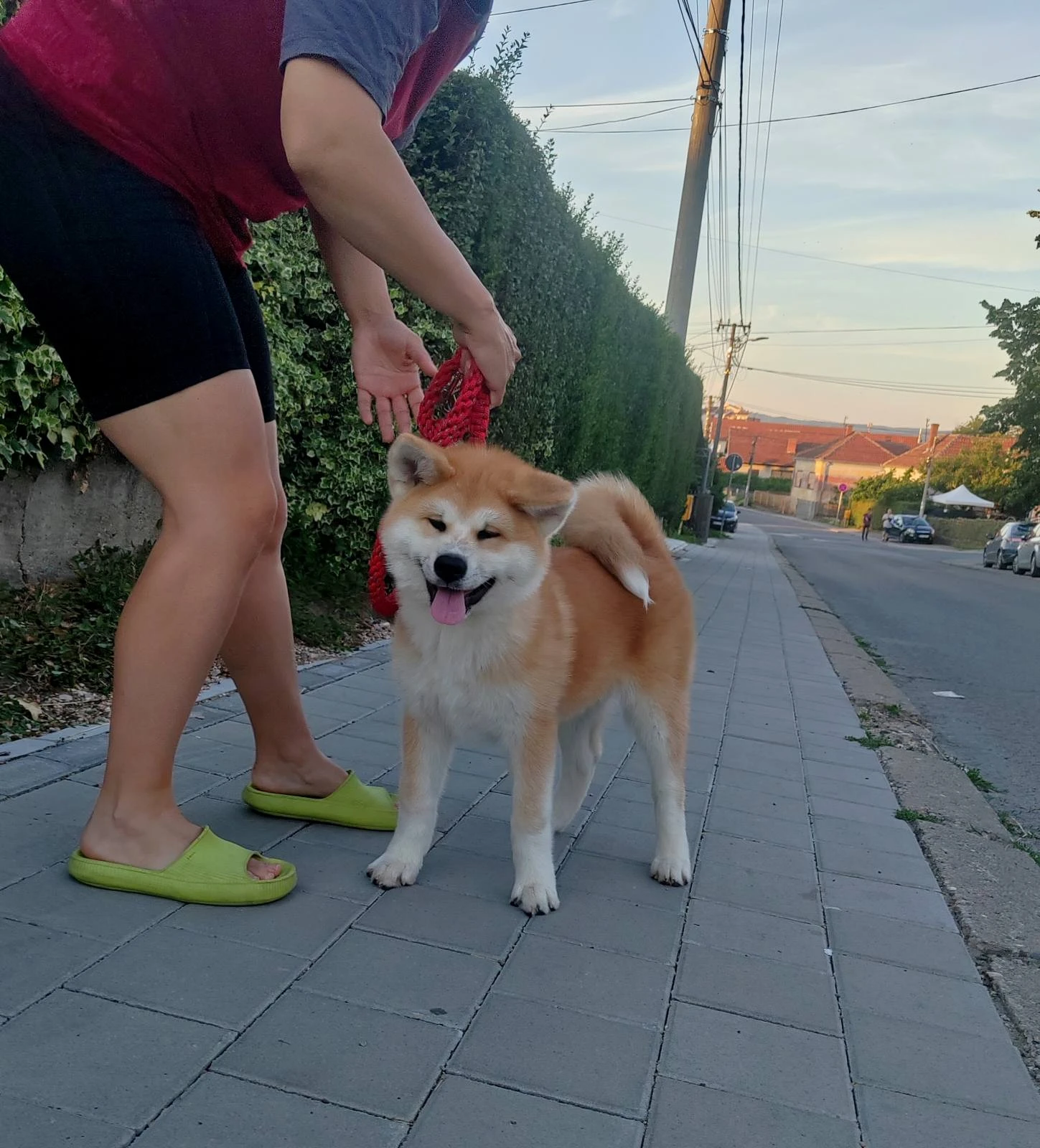 Akita Inu – Krásná štěňata s FCI průkazem původu