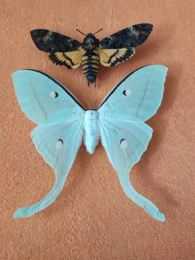 Prodej kukel Actias selene
