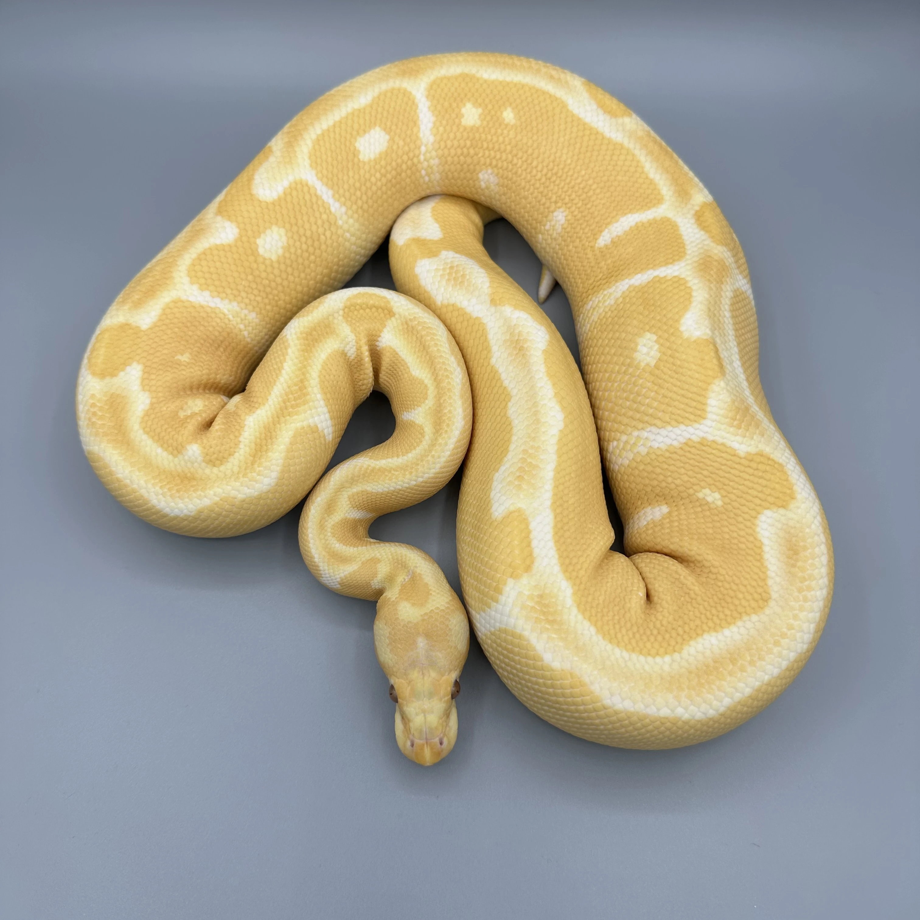 Krajta královská Python regius