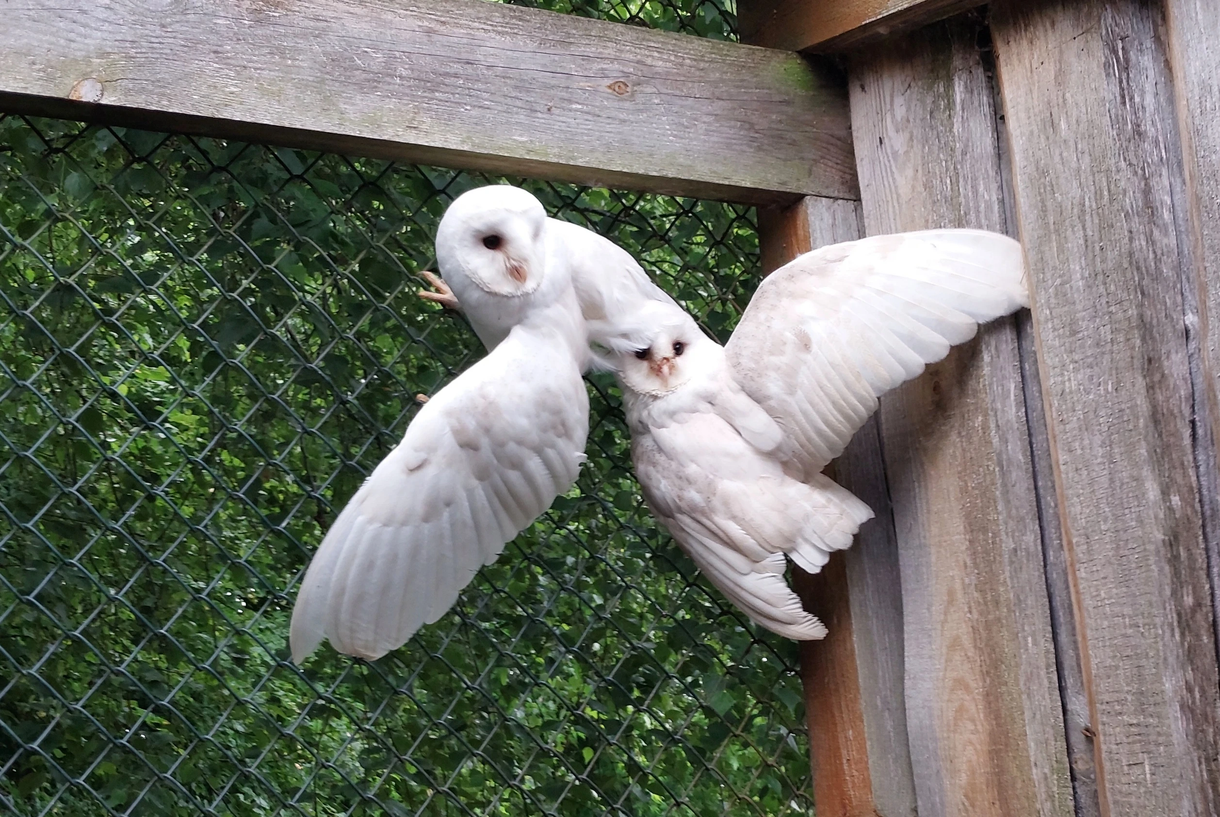 (Tyto alba) – leucistic