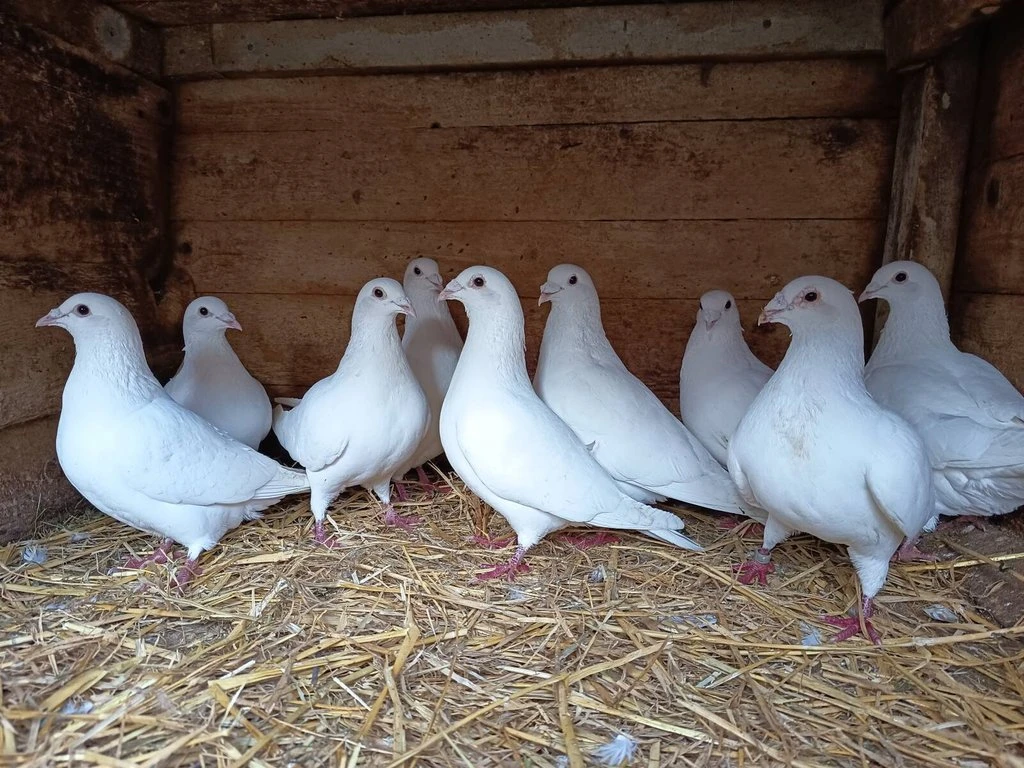 Prodám holuby