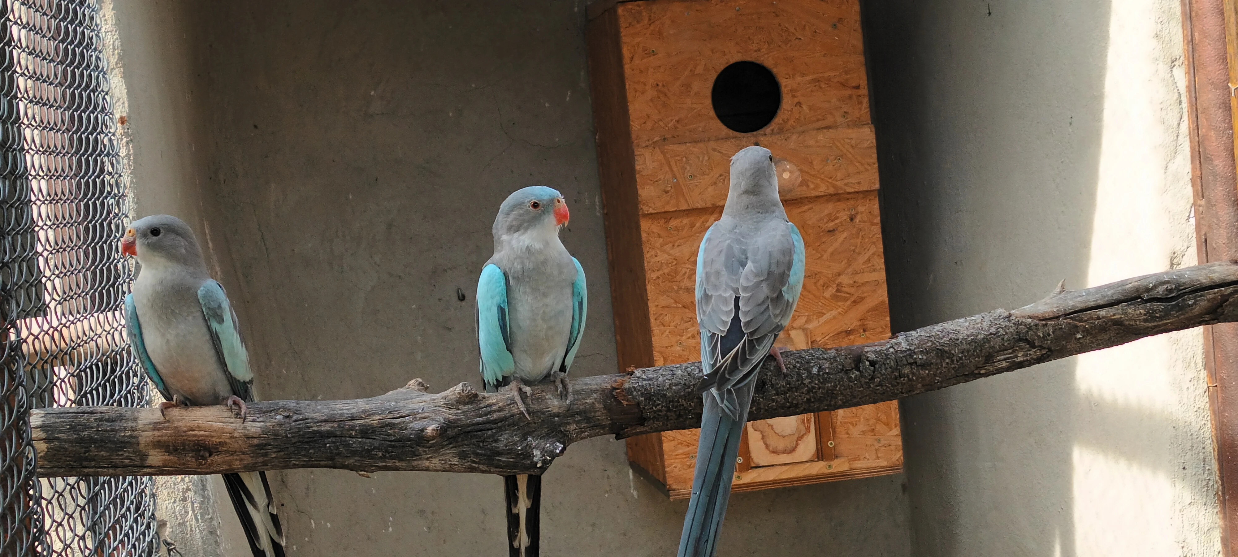 Prodám papoušky alexndřin modrý 1,2 rok 2026