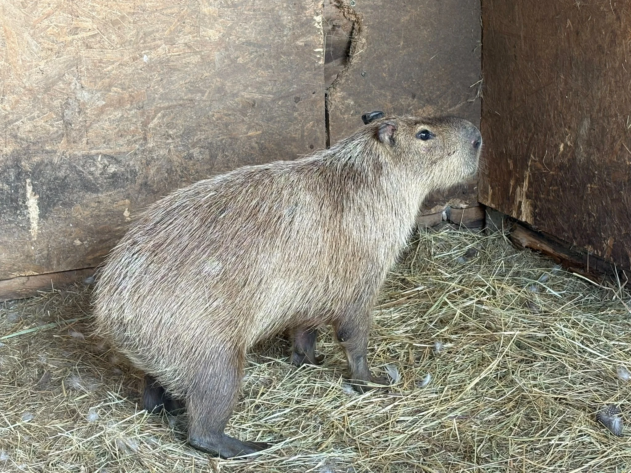 Kapybara samička