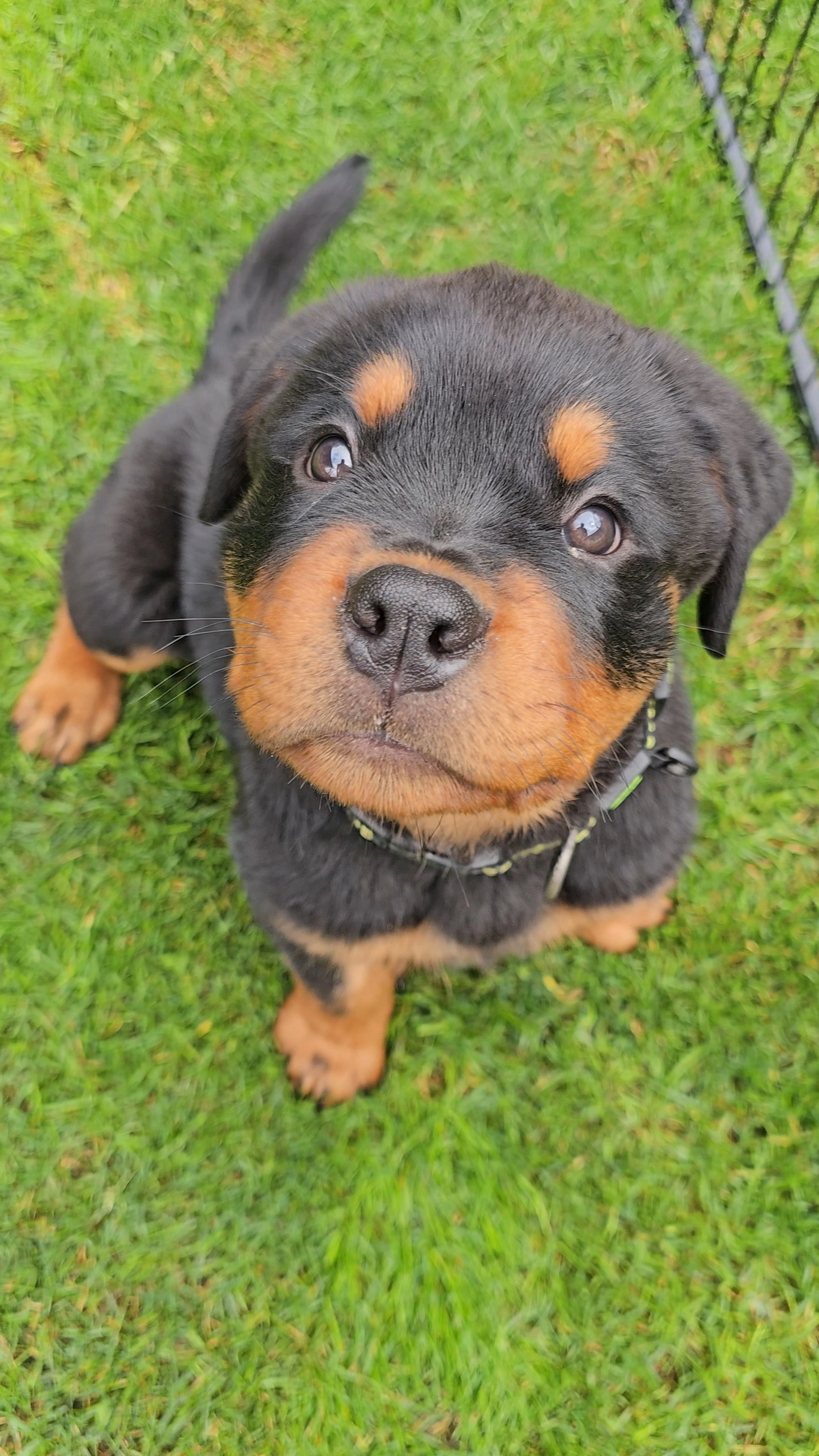 Štěňata rotvajler s PP - Rottweiler - štěně RTW