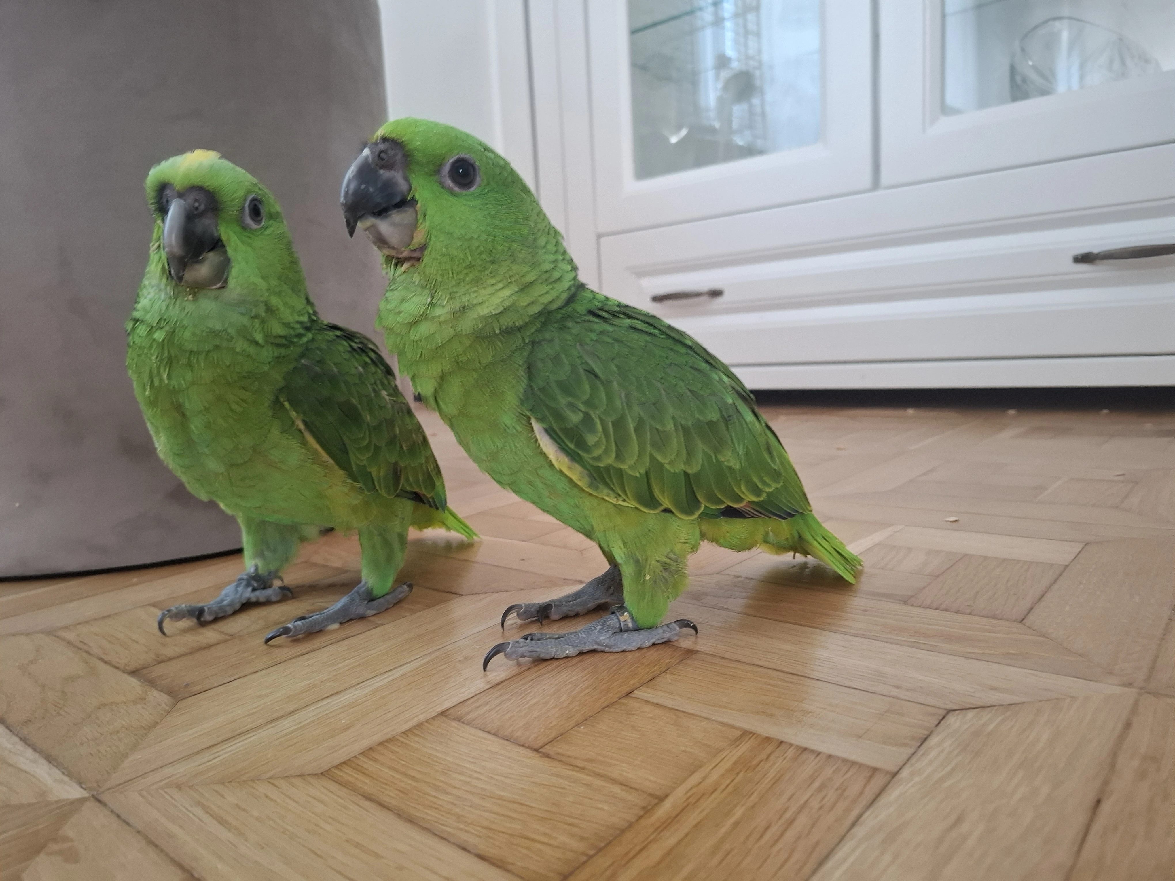 Amazona Auropalliata mláďa 2026 krotké