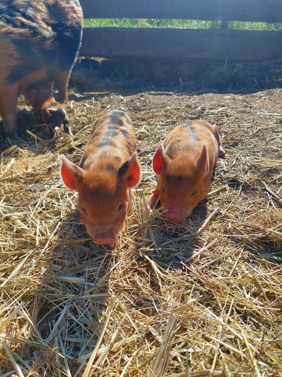 Čistokrevná sviňka kune kune