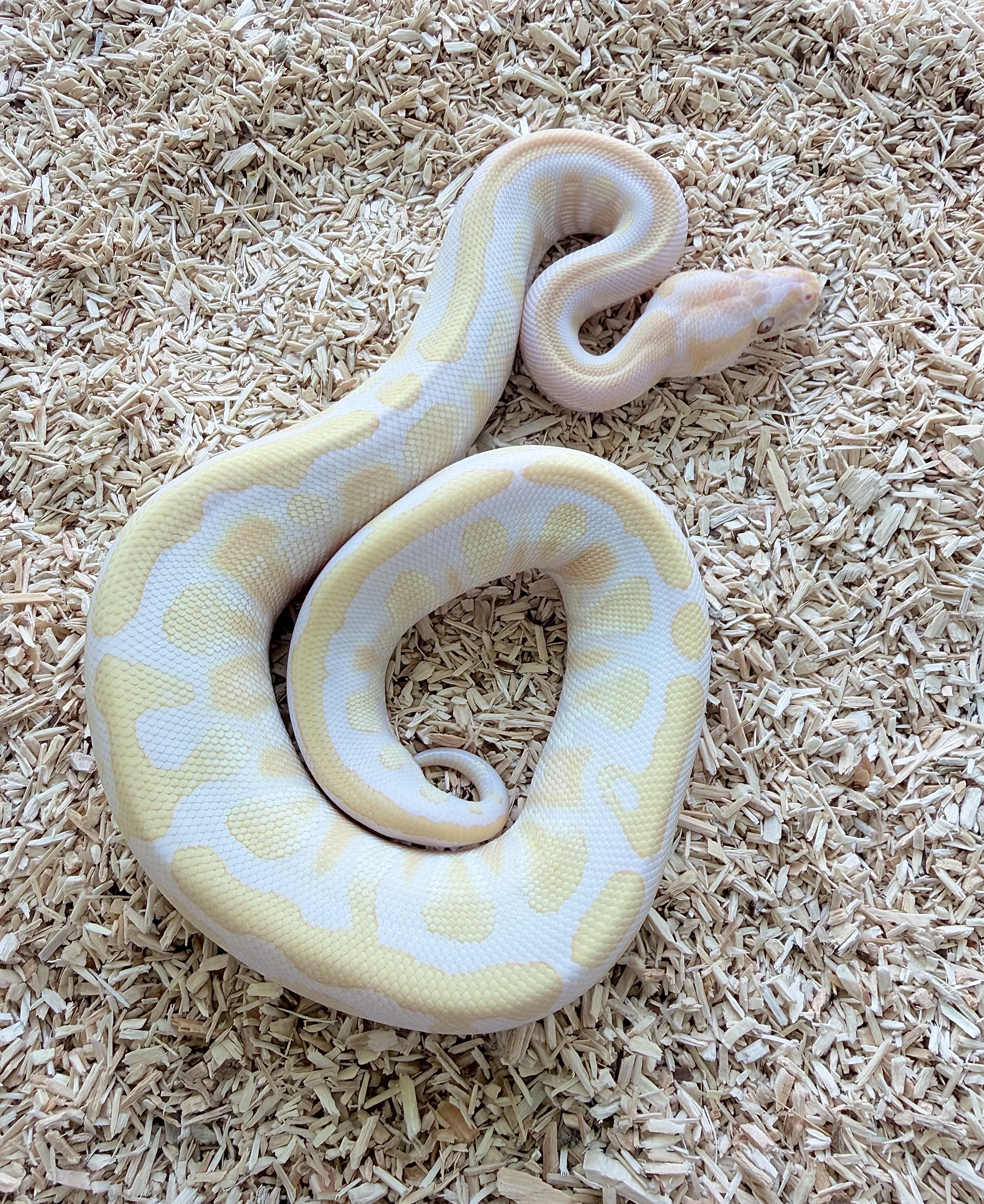 Krajta královská Lavender Albino het Clown poss Pastel