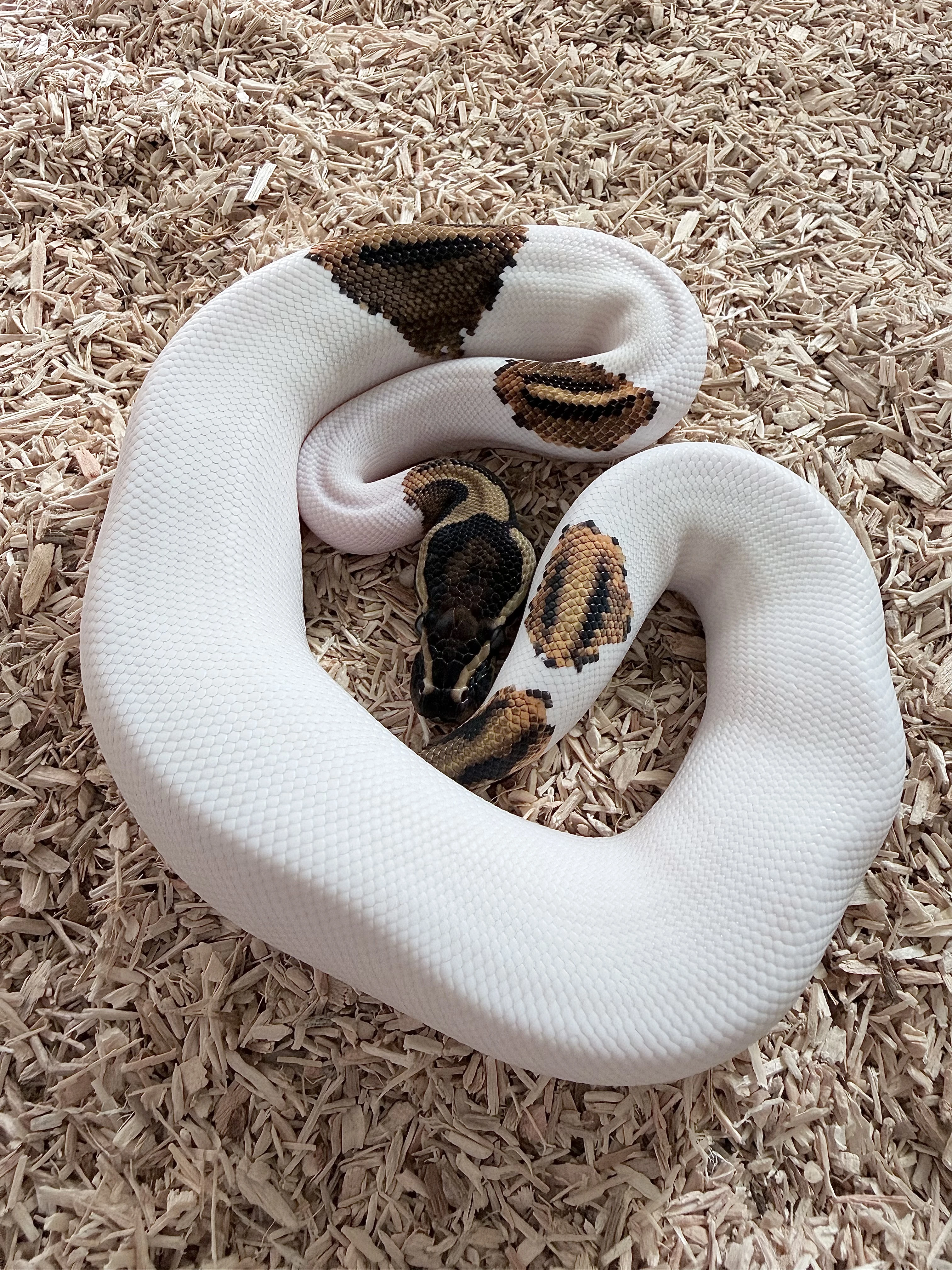 Krajta královská Pied het Hypo poss Yellow Belly