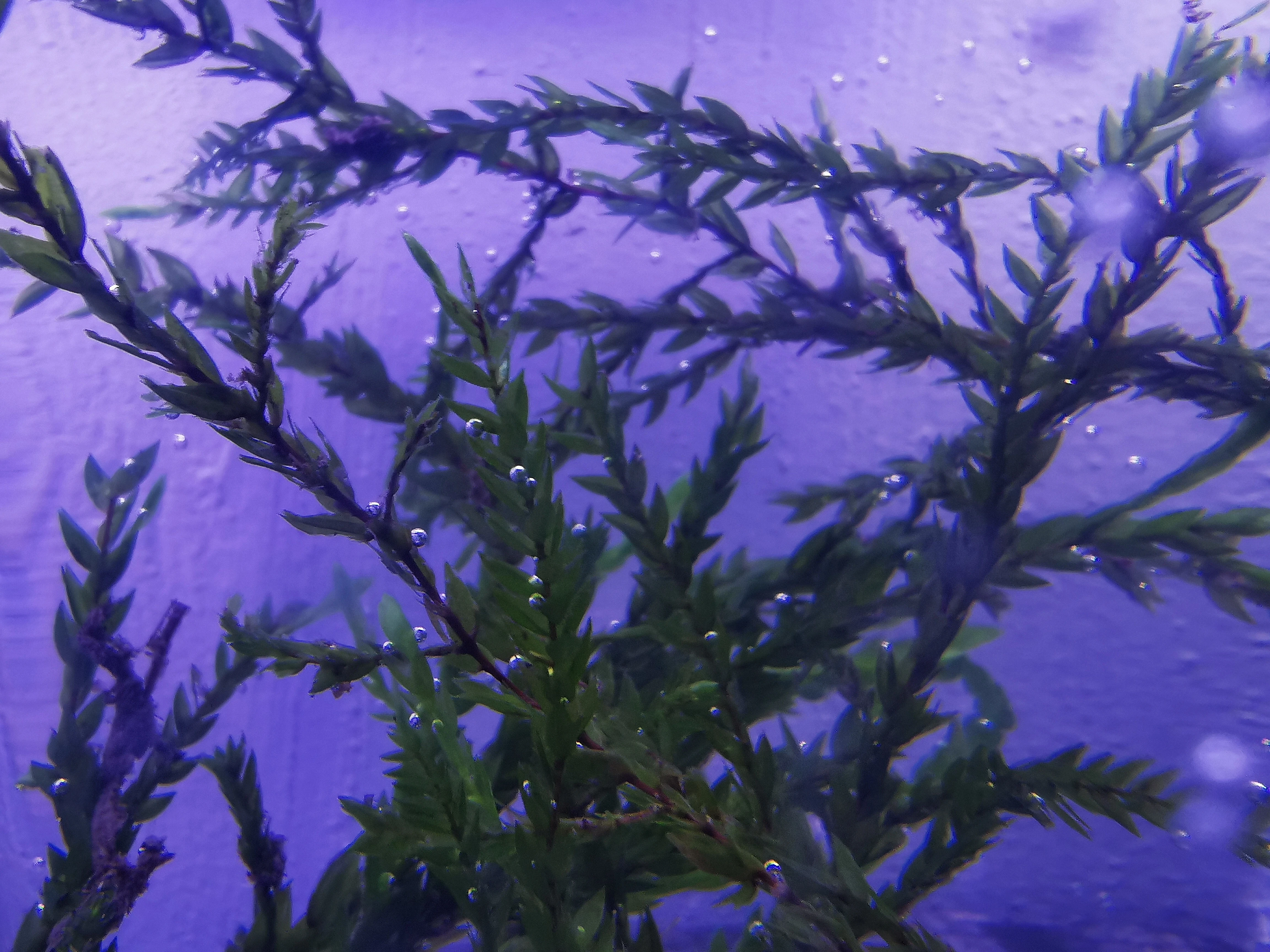 Fontinalis antipyretica - Willow moss