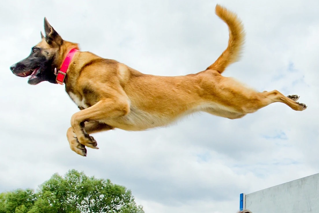 Štěňata belgického ovčáka malinois s rodokmenem