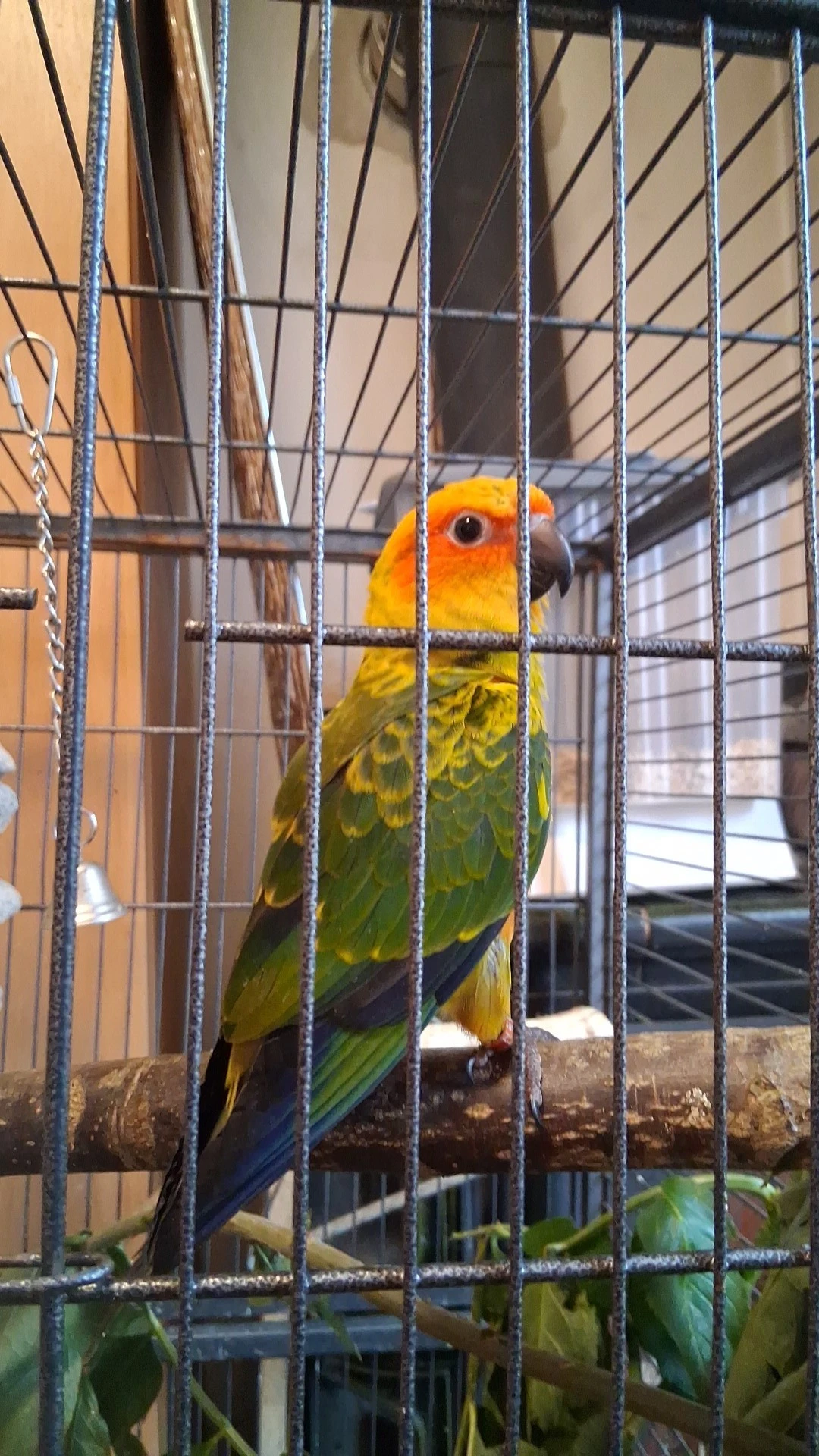 Aratinga sluneční dokrmená a mazlivá mláďata
