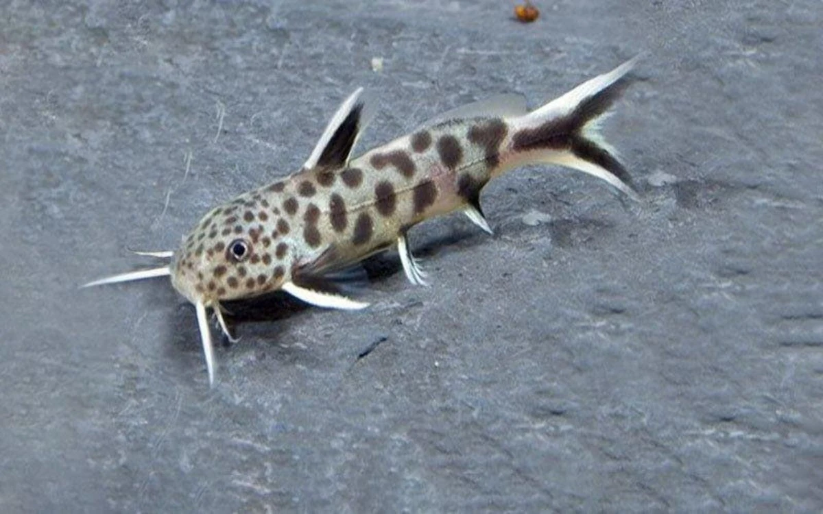 Peřovec skalní - Synodontis petricola
