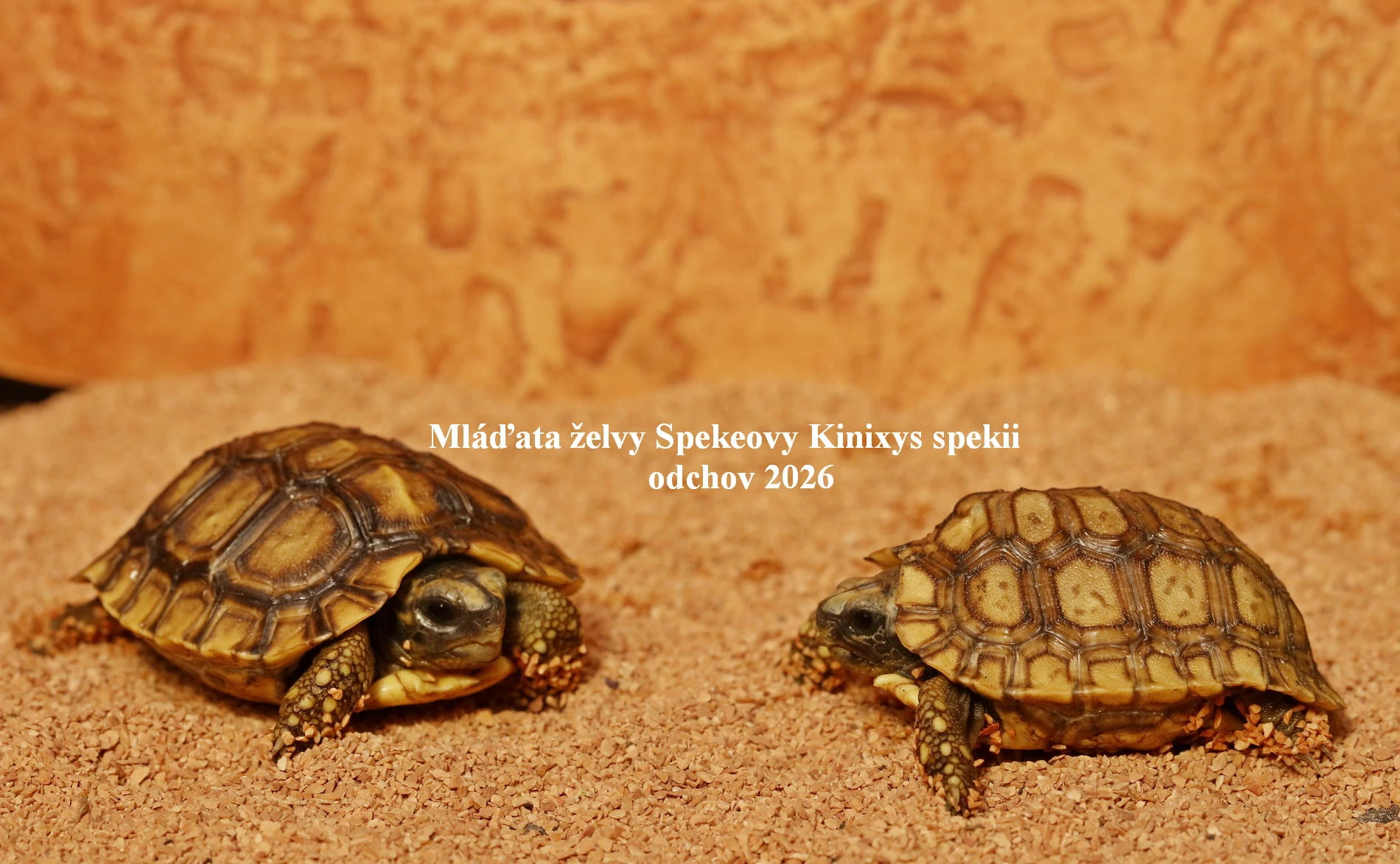 Želva Spekeova Kinixys spekii