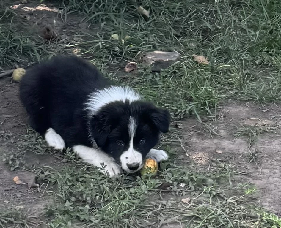 Border kolie /  collie štěňátka s PP (FCI)