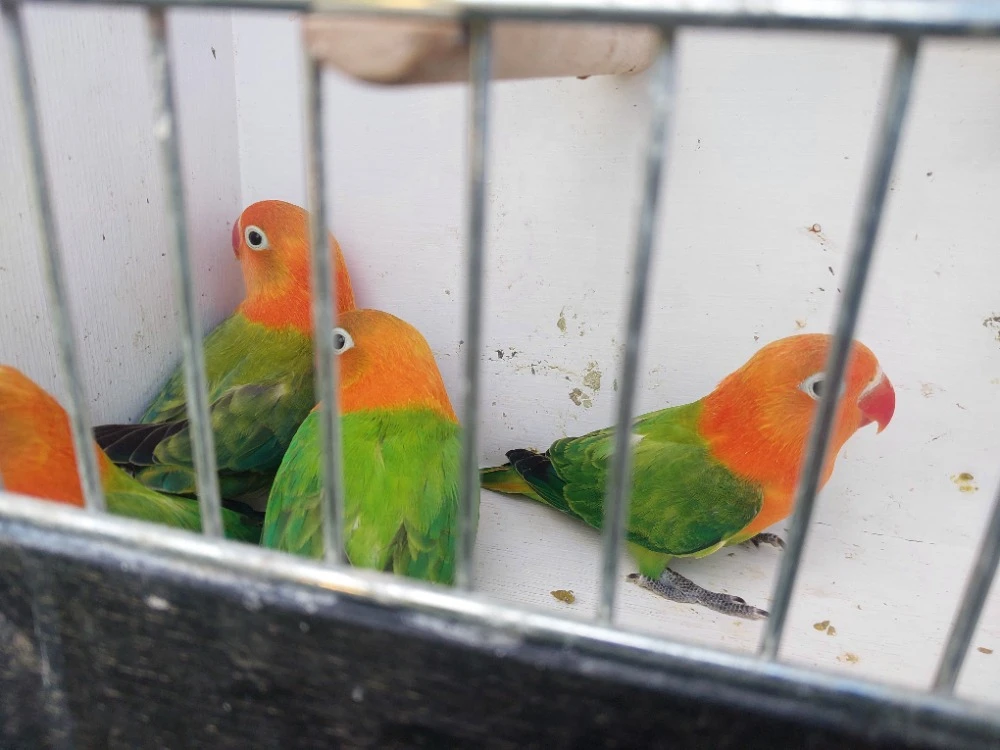 Agapornis fischeri