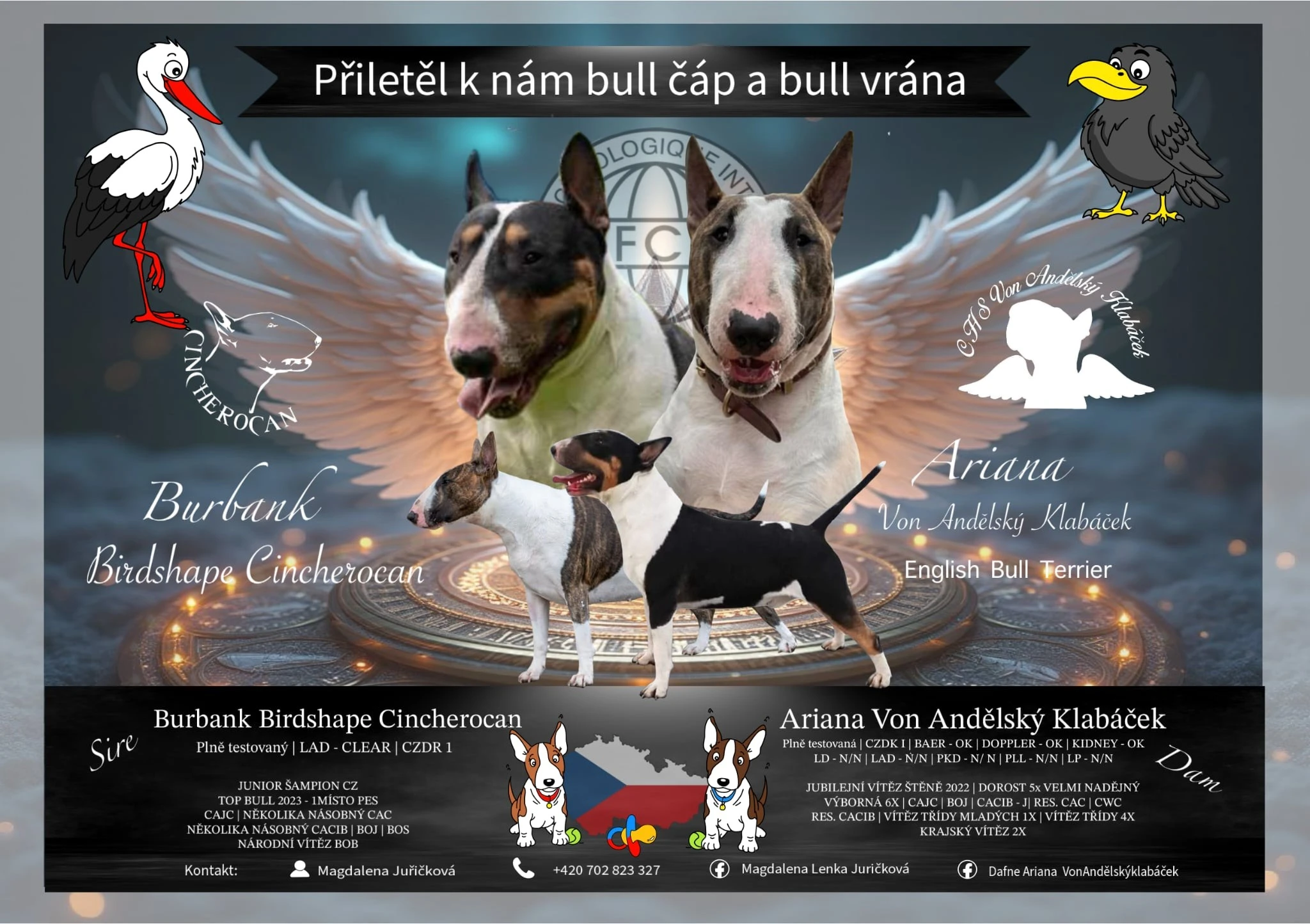 Bílá holčička anglického bulteriera