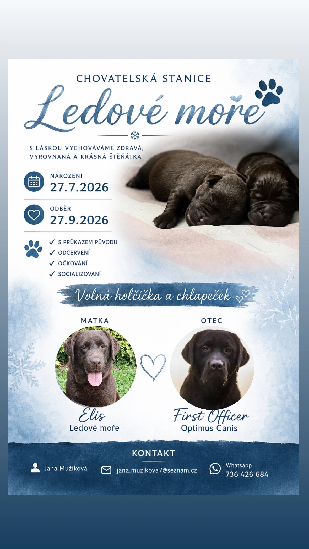 Labrador retriever s PP