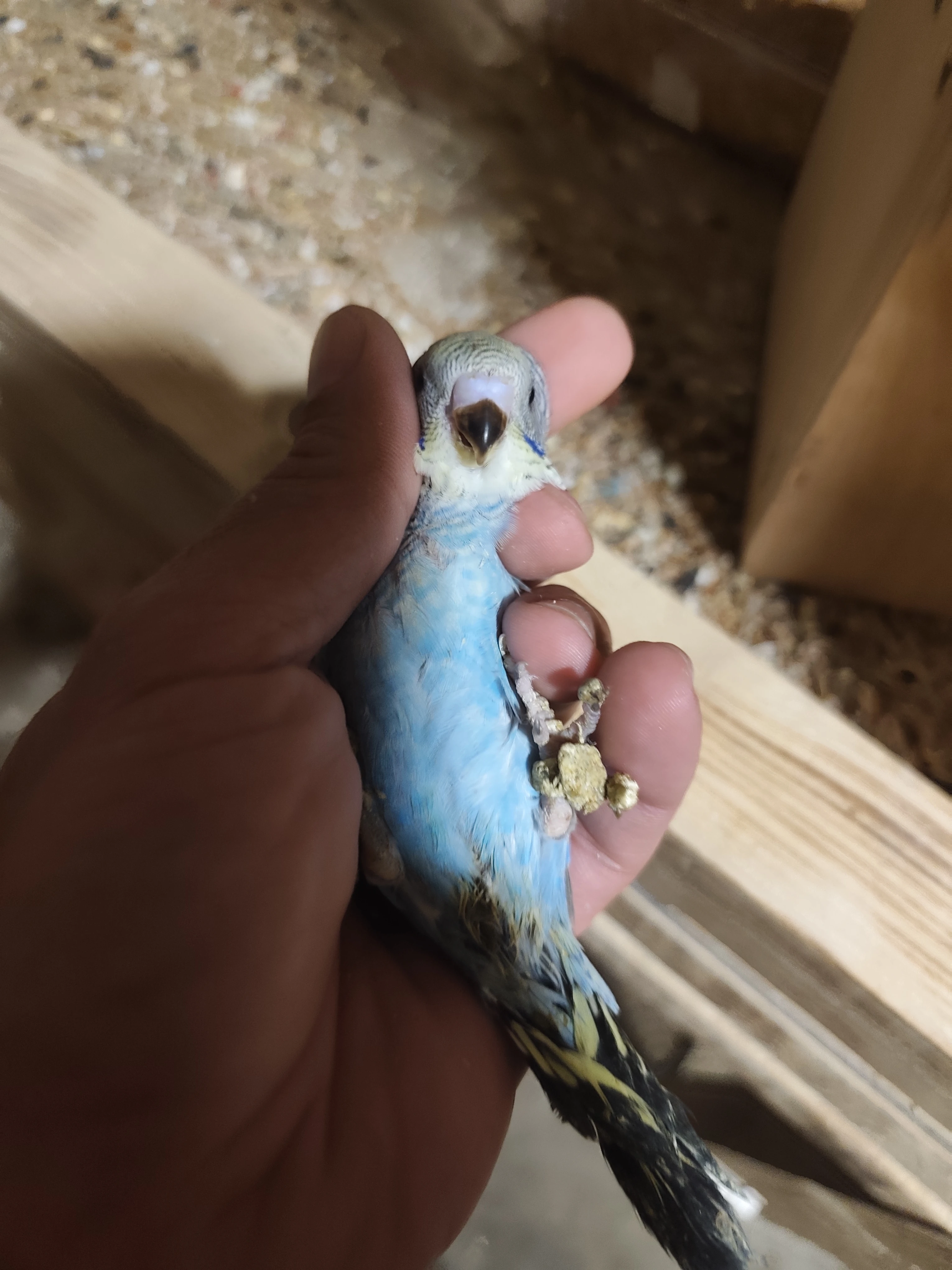 Andulky Black Wing
