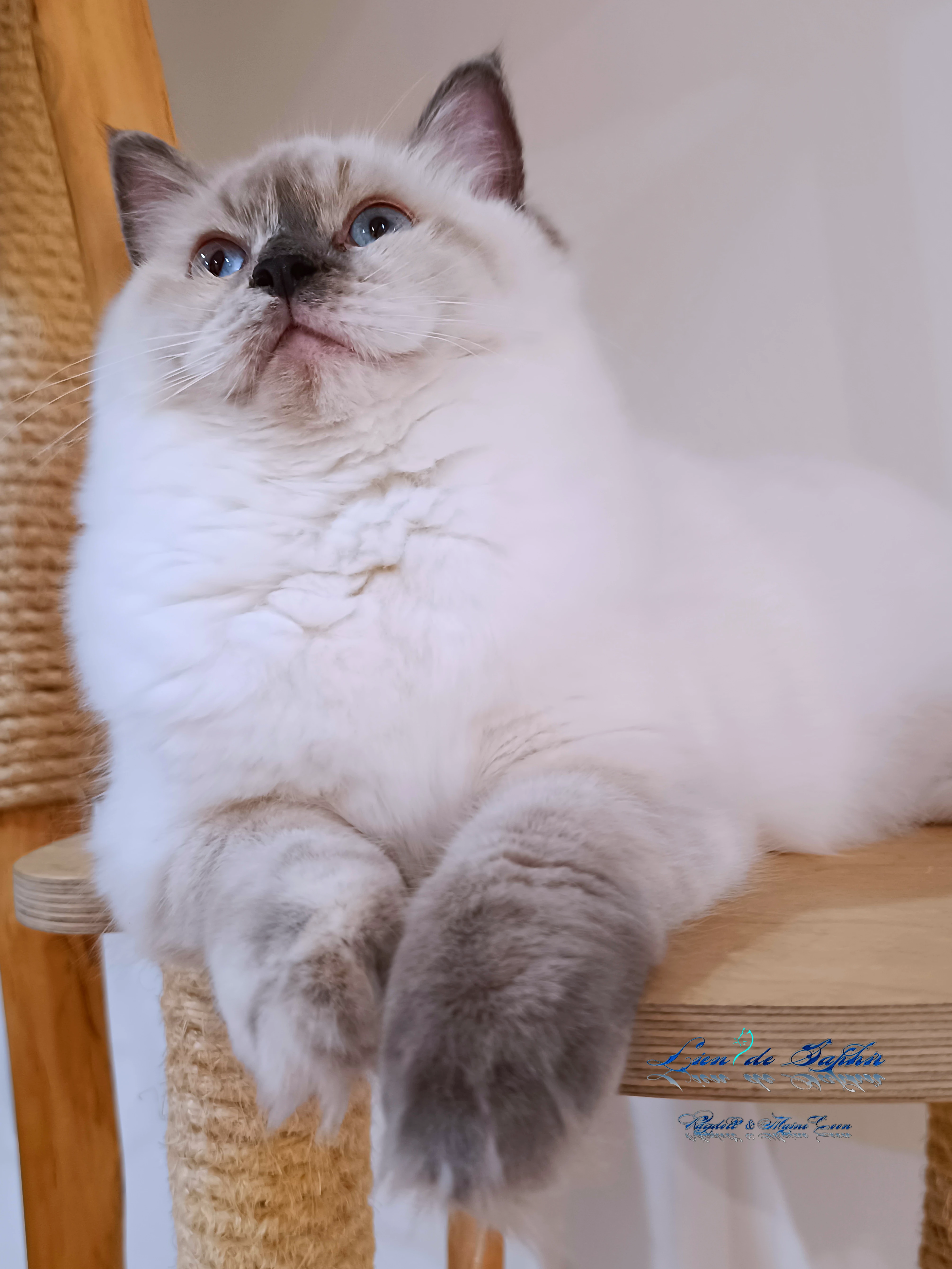 Ragdoll slečna
