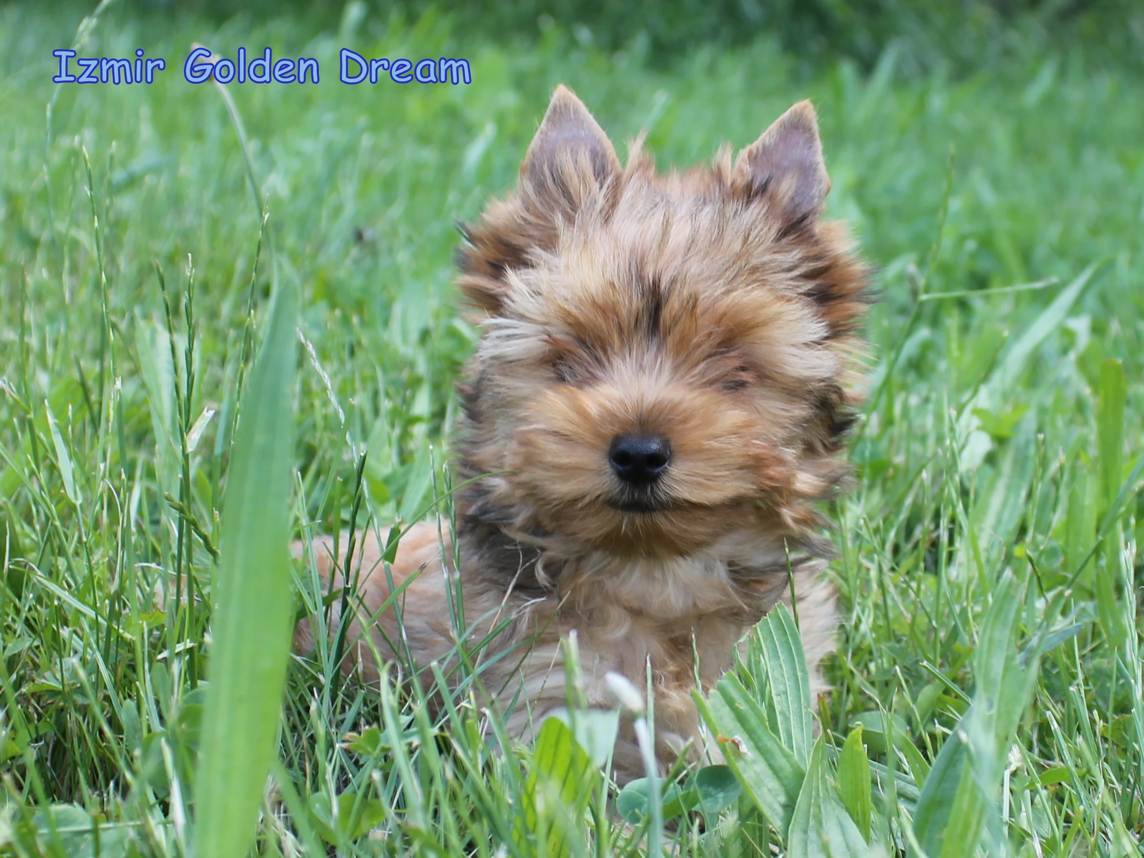 Barevný jorkšírský teriér - Yorkshire Terrier