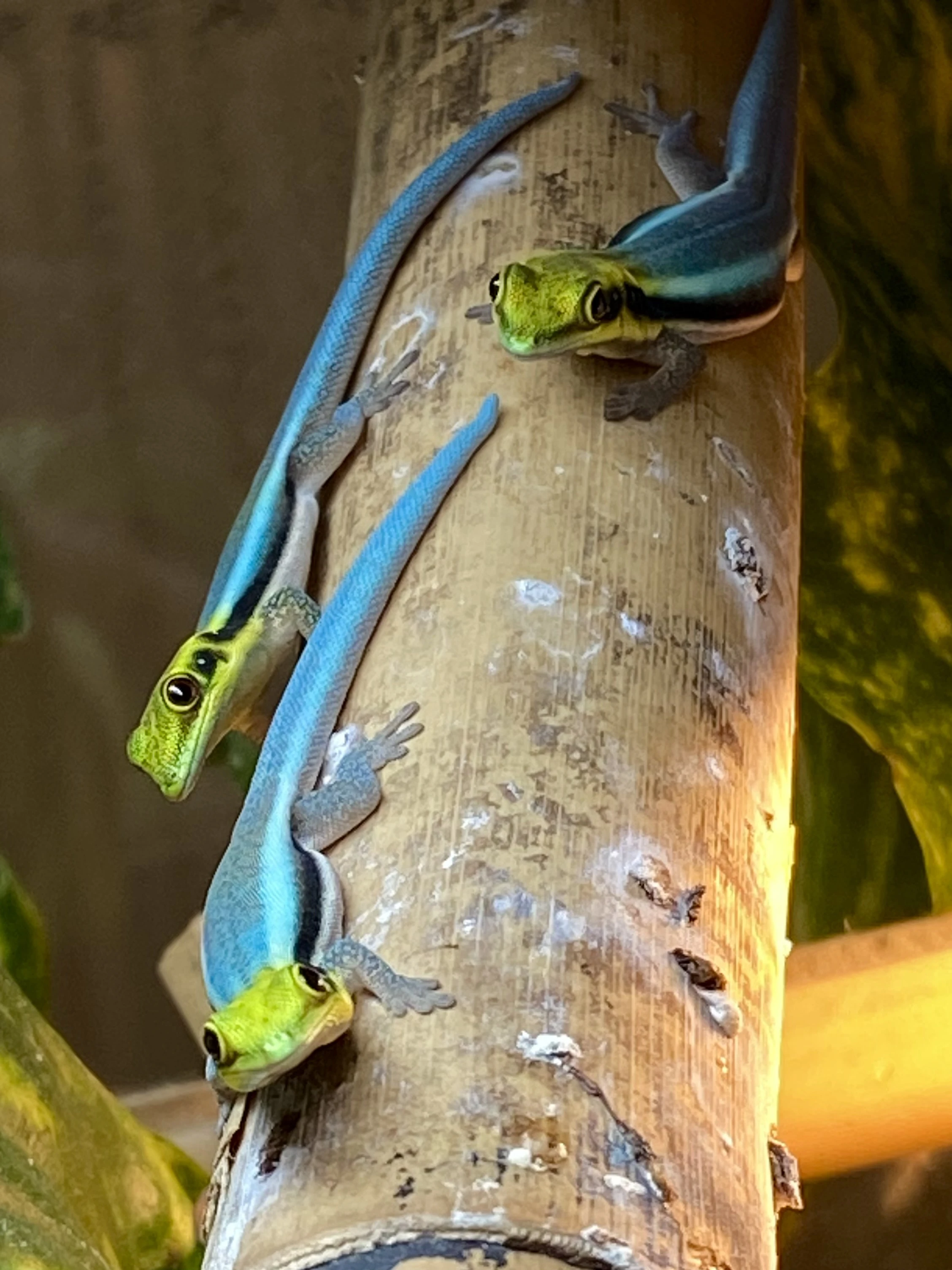 Phelsuma Klemmeri