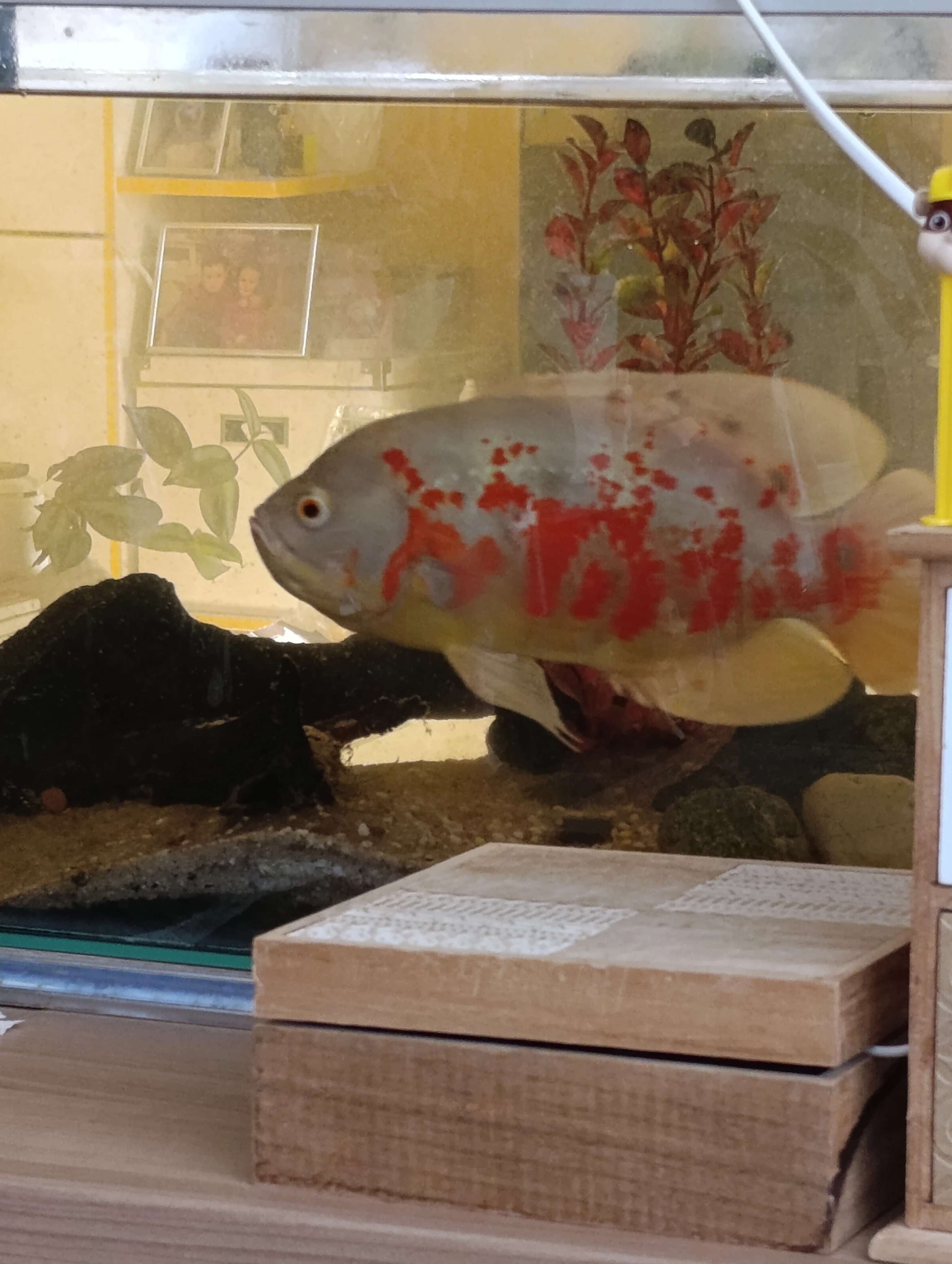 Vrubozubec paví, Red Tiger