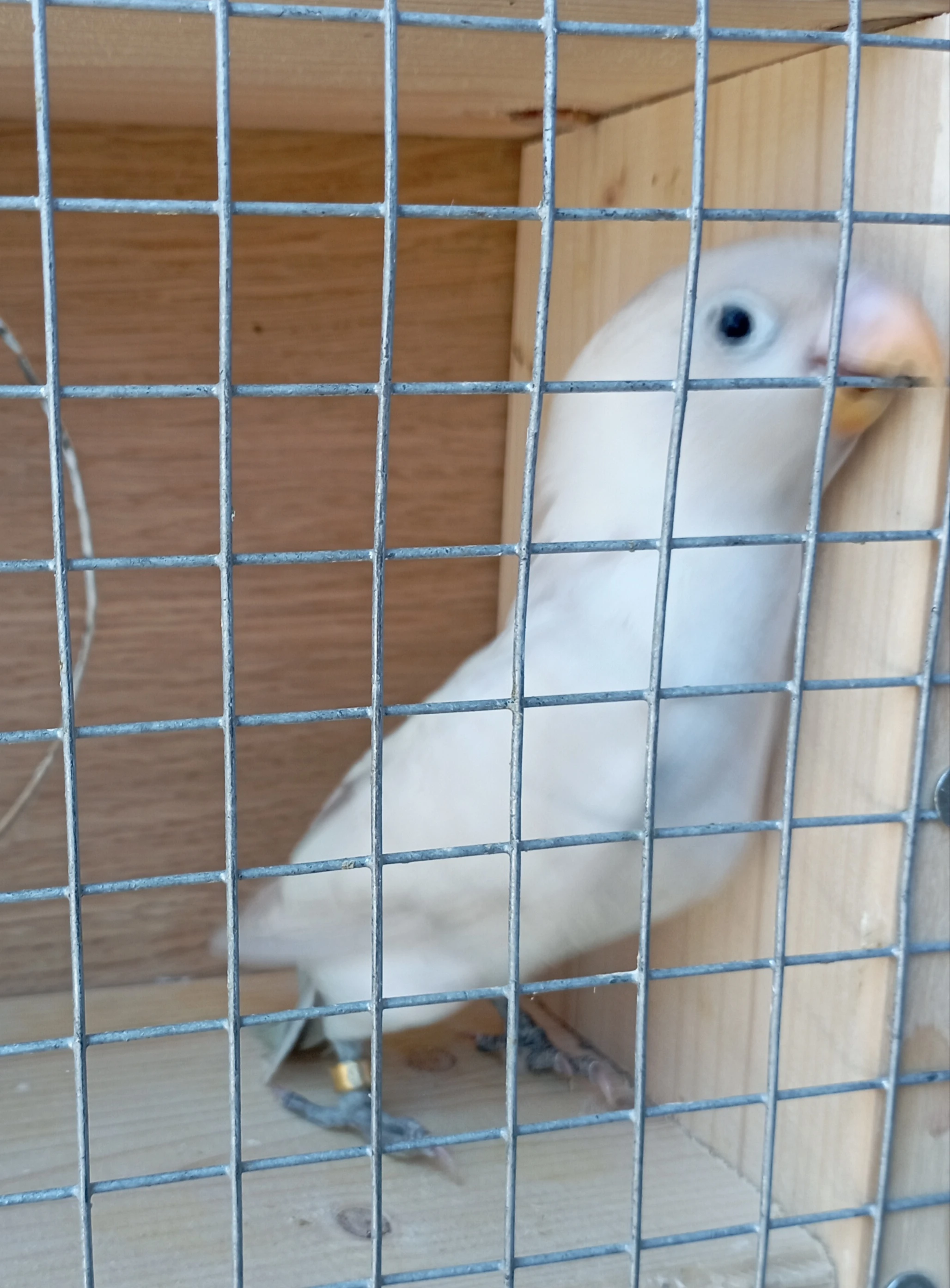Prodám Agapornis škraboškový