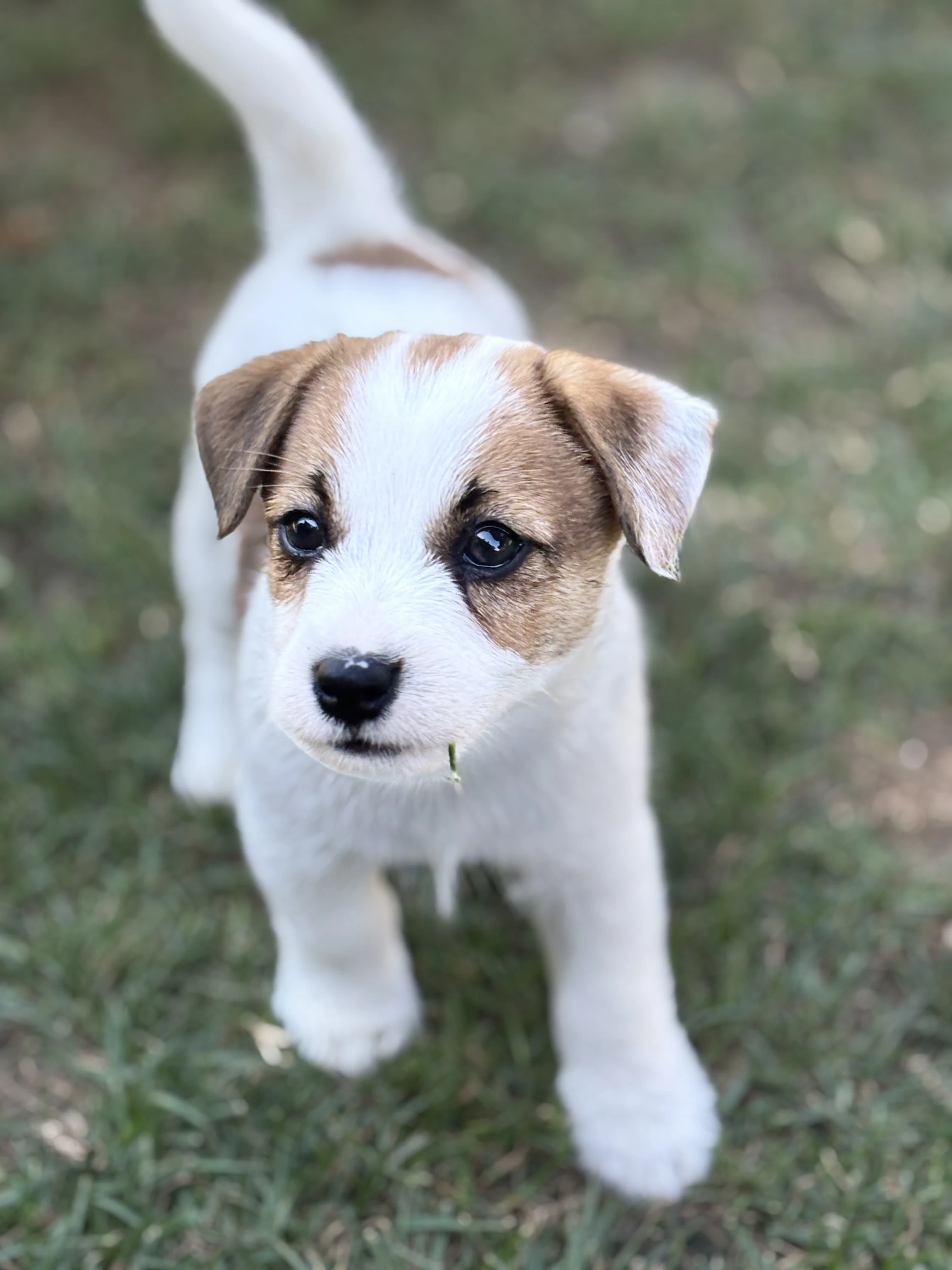 Jack Russell teriér