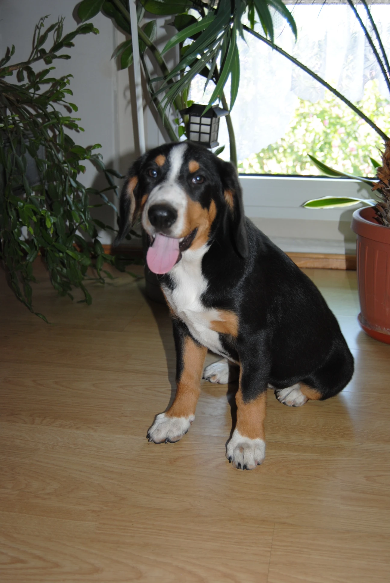 Entlebušský salašnický pes - hezkou fenku