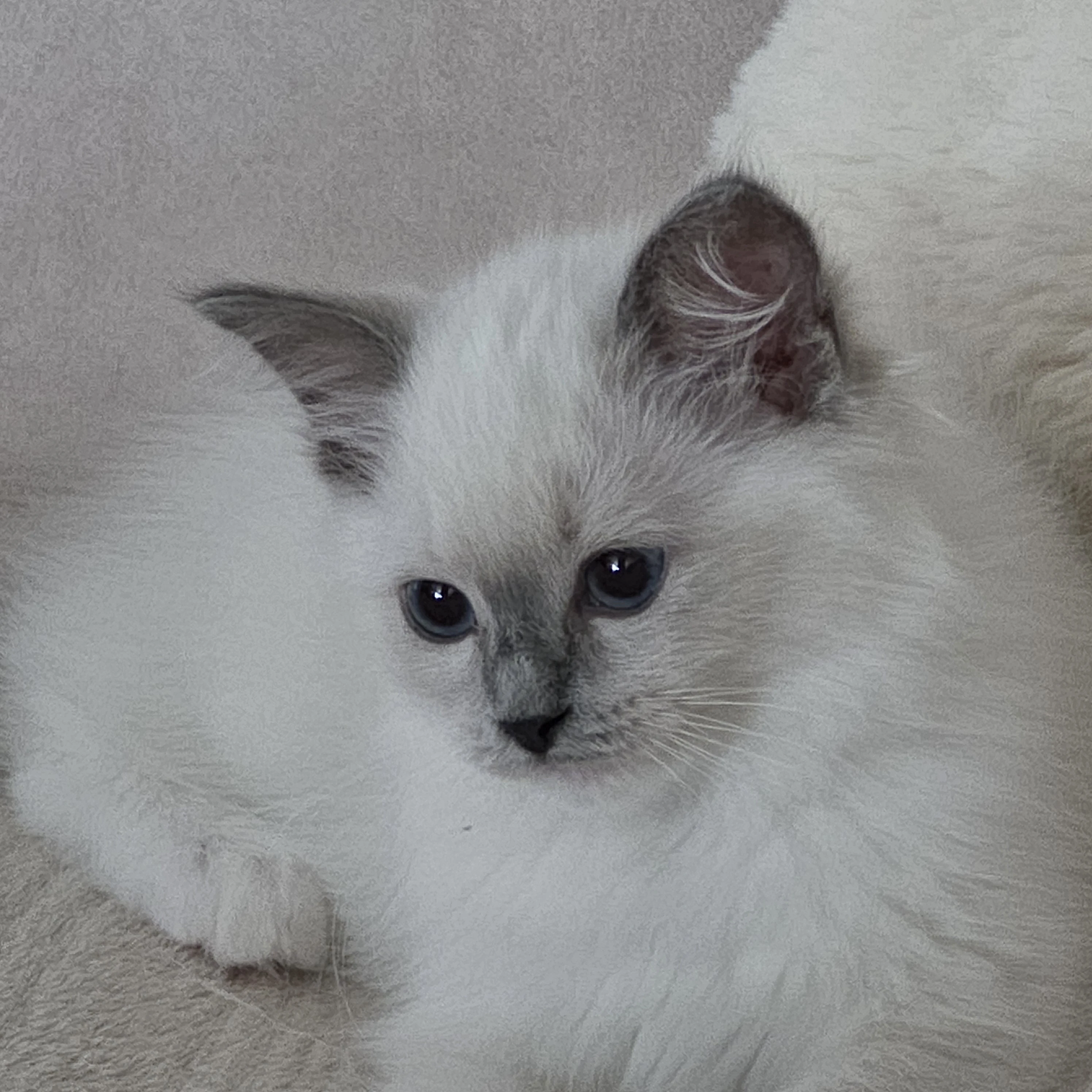 Koťata Ragdoll
