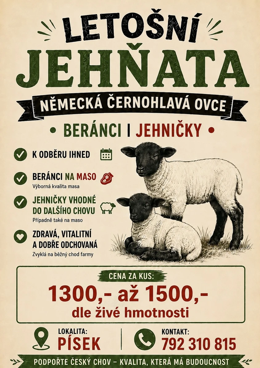 Prodám jehňata