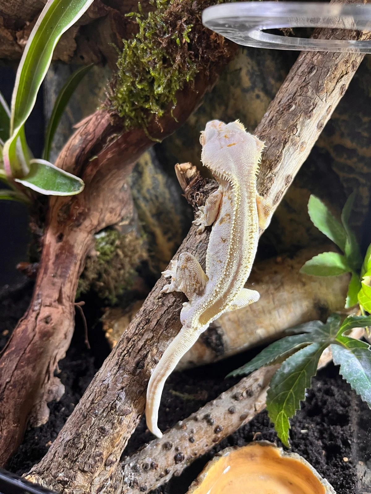 Pagekon řasnatý - Ciliatus