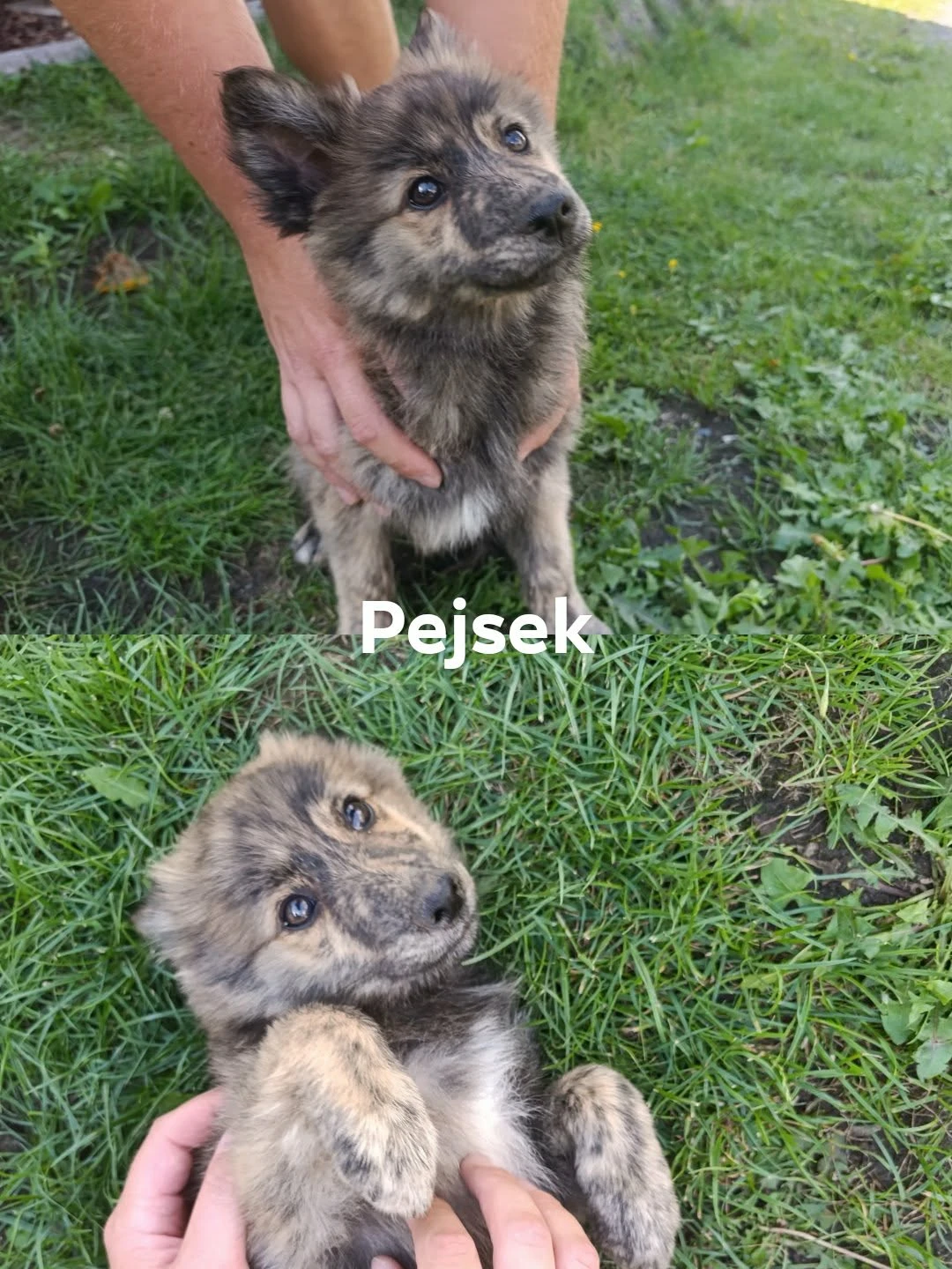 Štěňátka německý špic střední