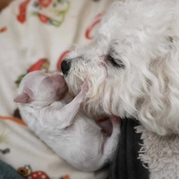 Bišonek chlapeček s PP Buchlovice (Uherské Hradiště)