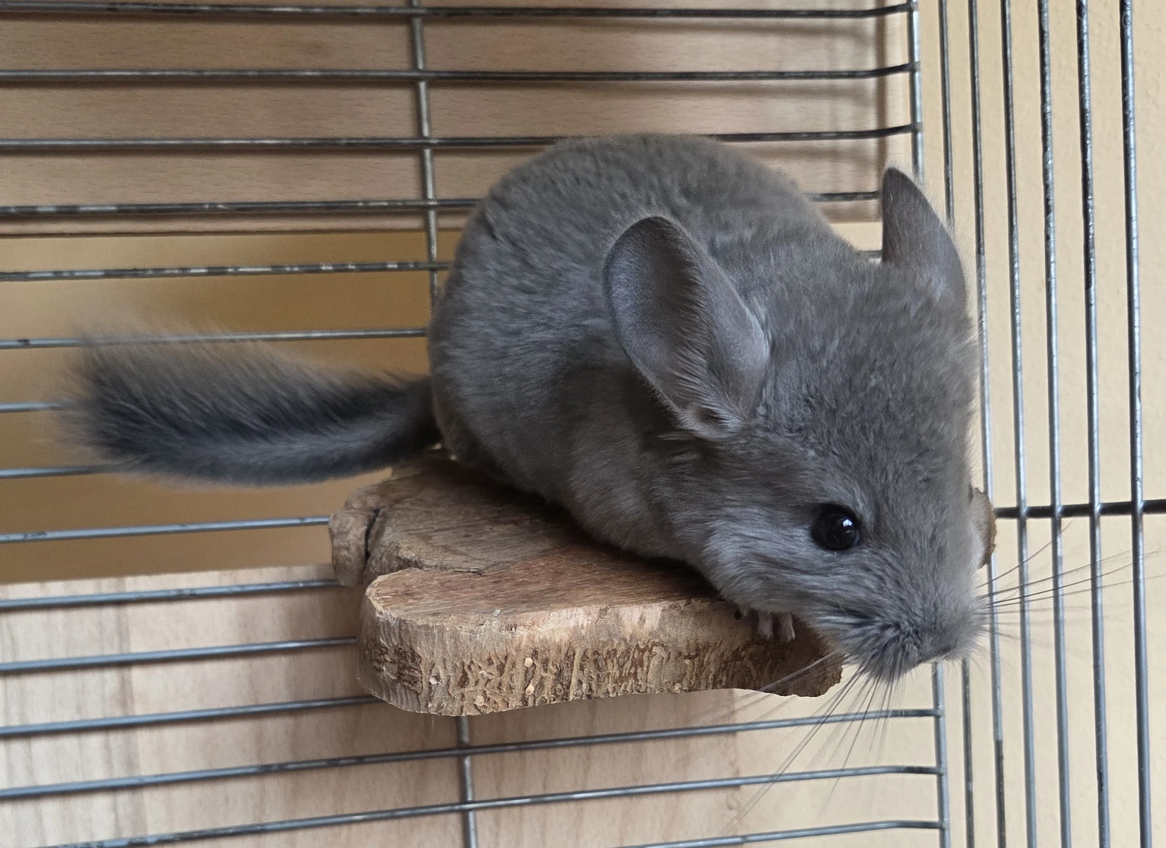 Činčilí samička Violet ebony SC