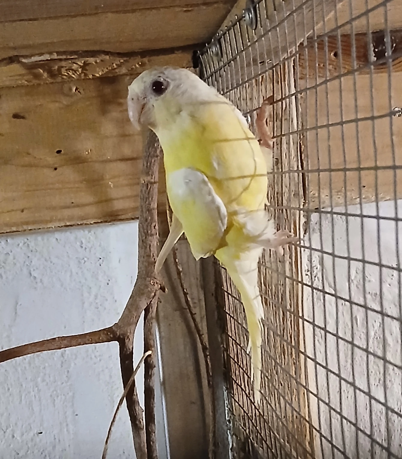 Papoušek zpěvavý