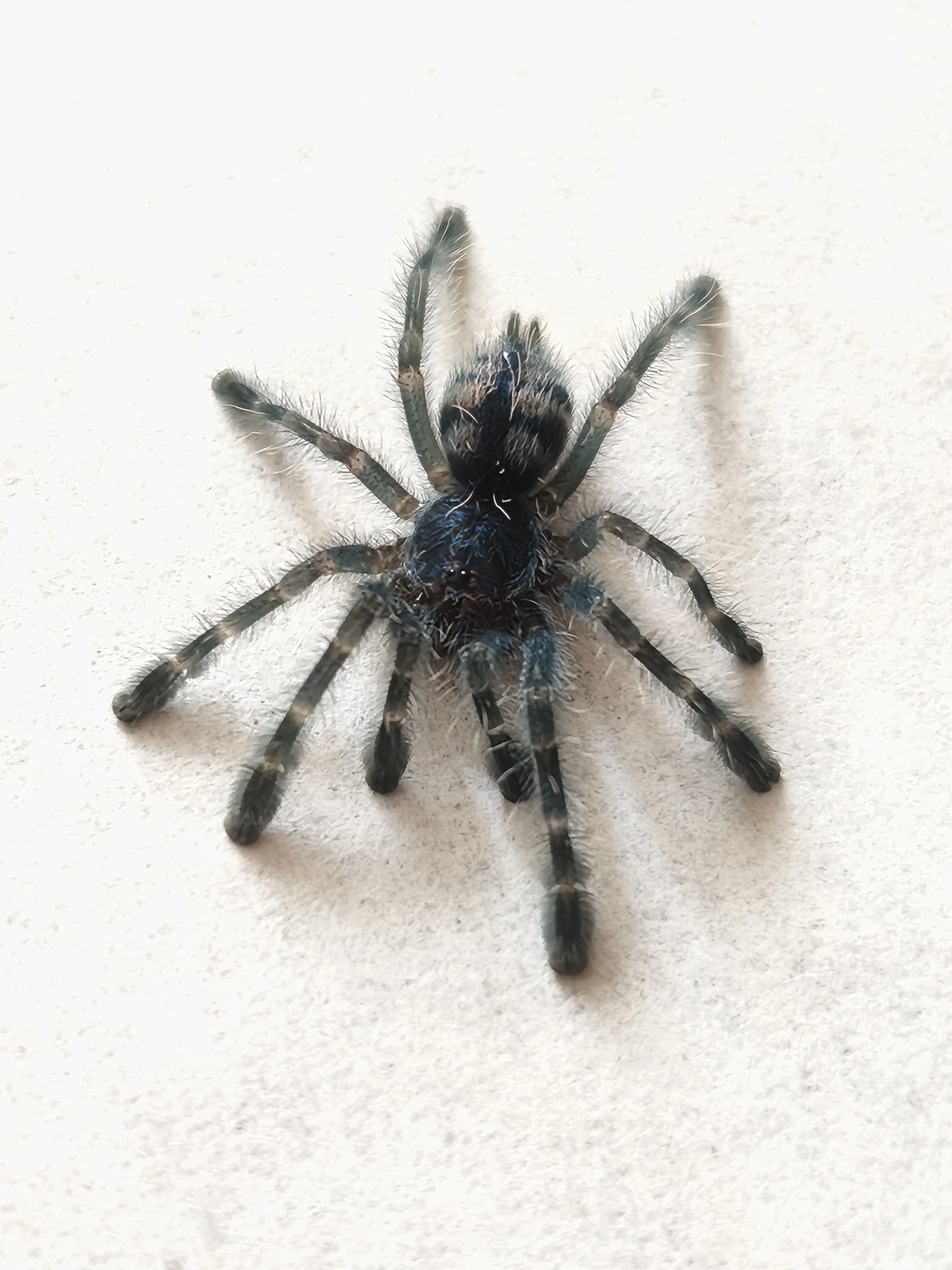 Caribena Versicolor