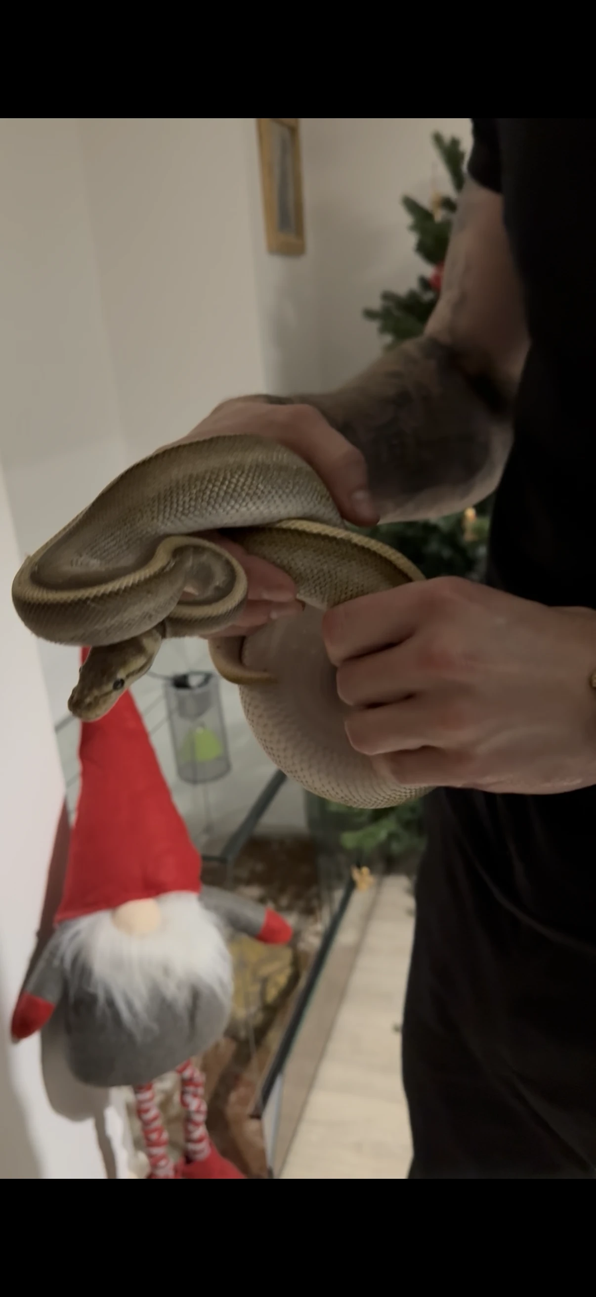 Python Stripe